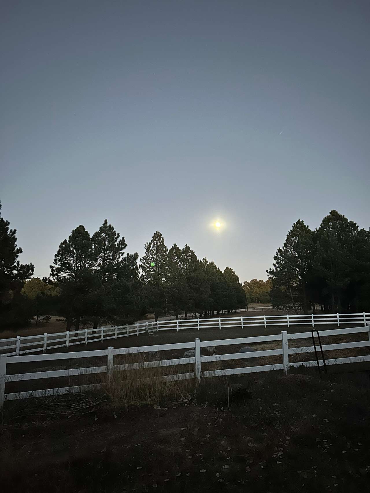 Damselfly Farms