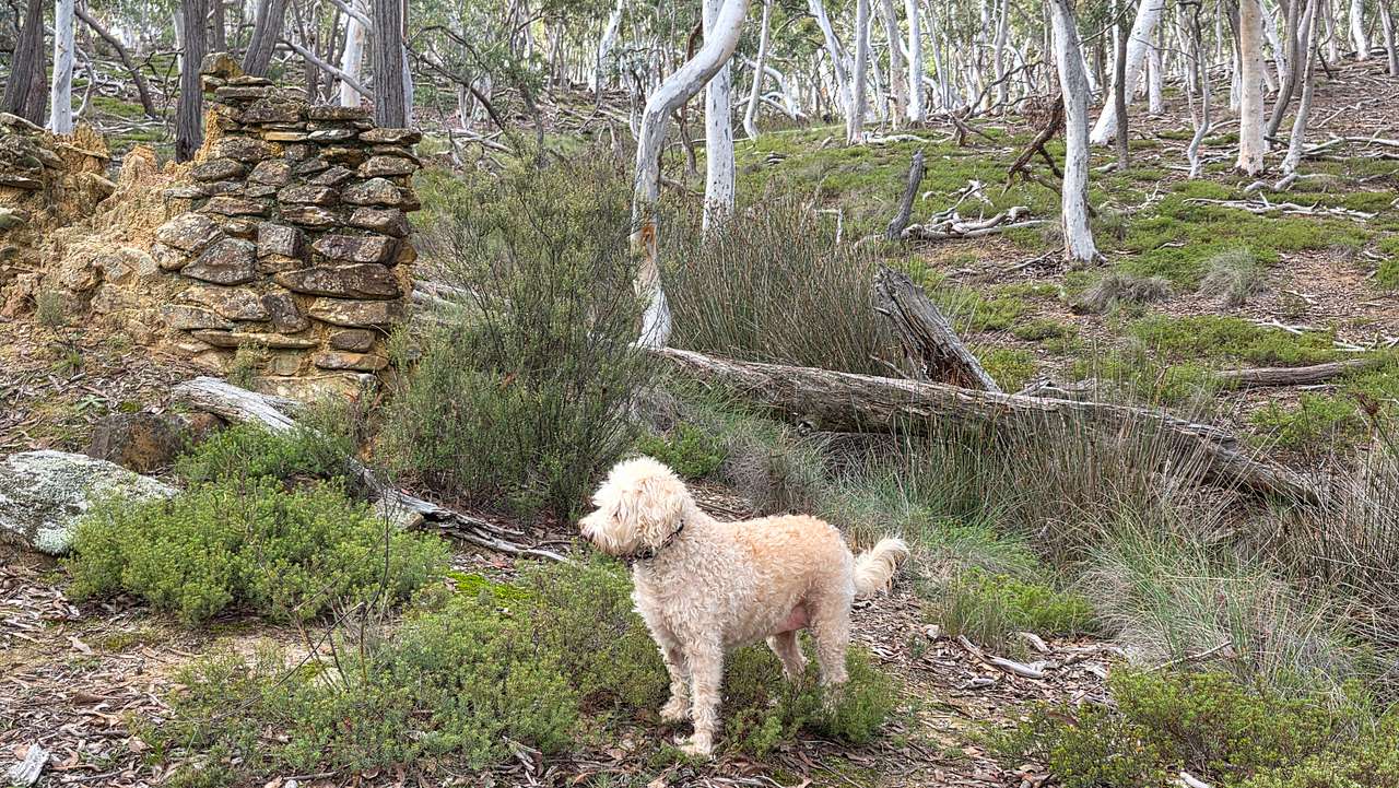 The old Chinese gold diggings. Lots of shell casings, no gold that we could find.