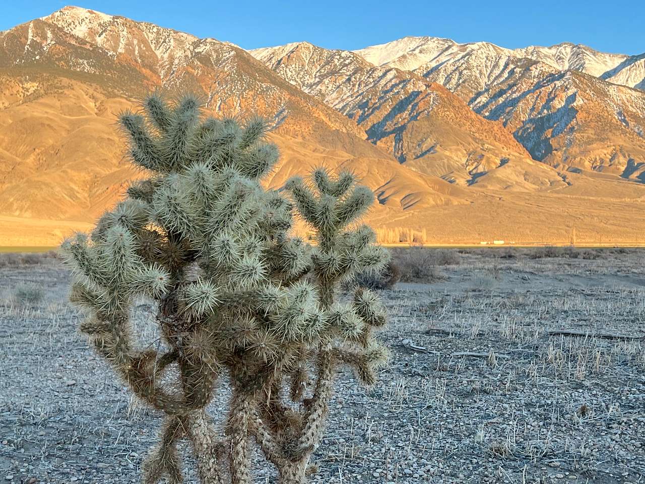 High Desert Solitude