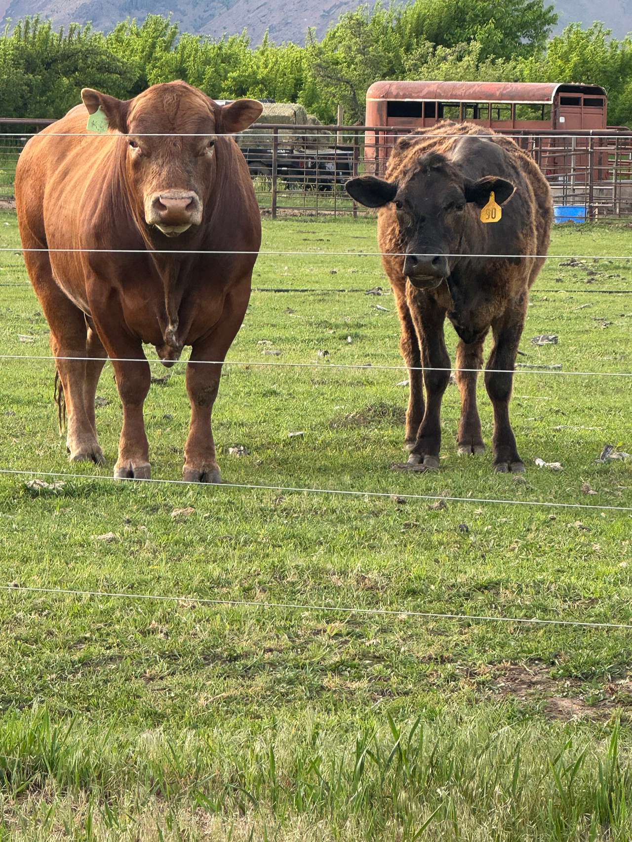 Nemo Farms