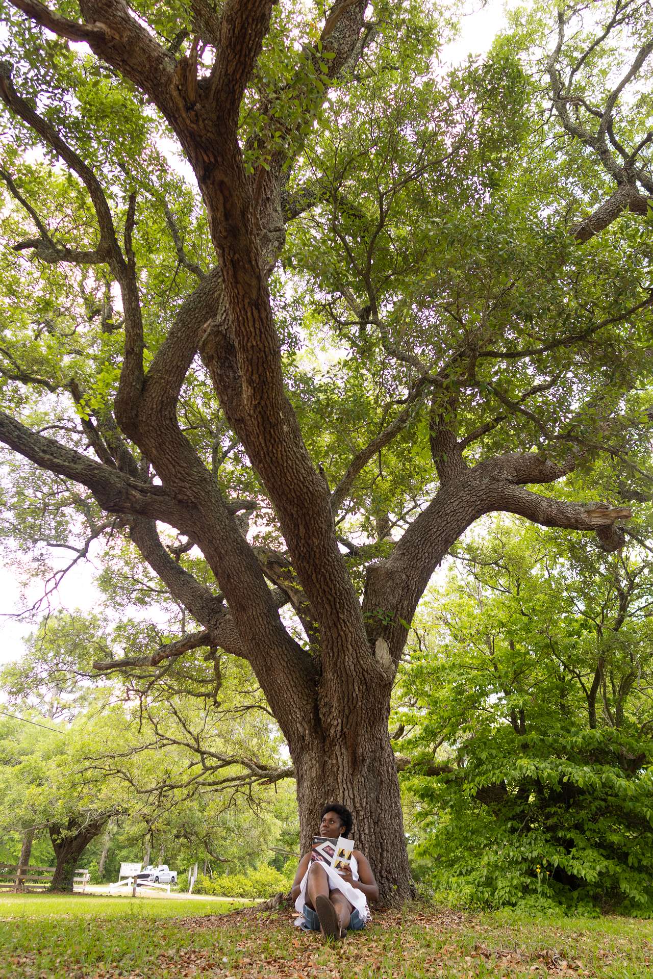 Live Oaks Farm