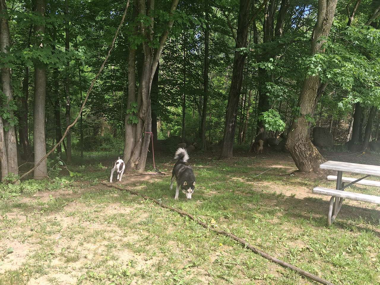 Spring lake retreat on the farm