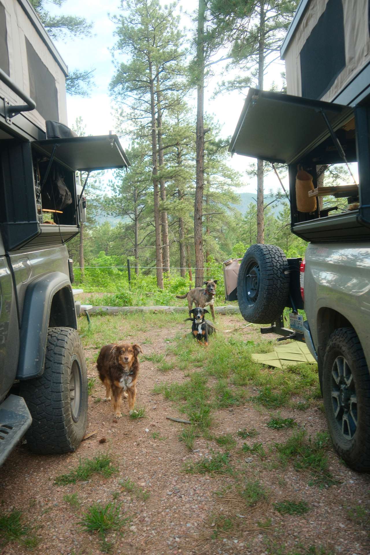 dogs at camp