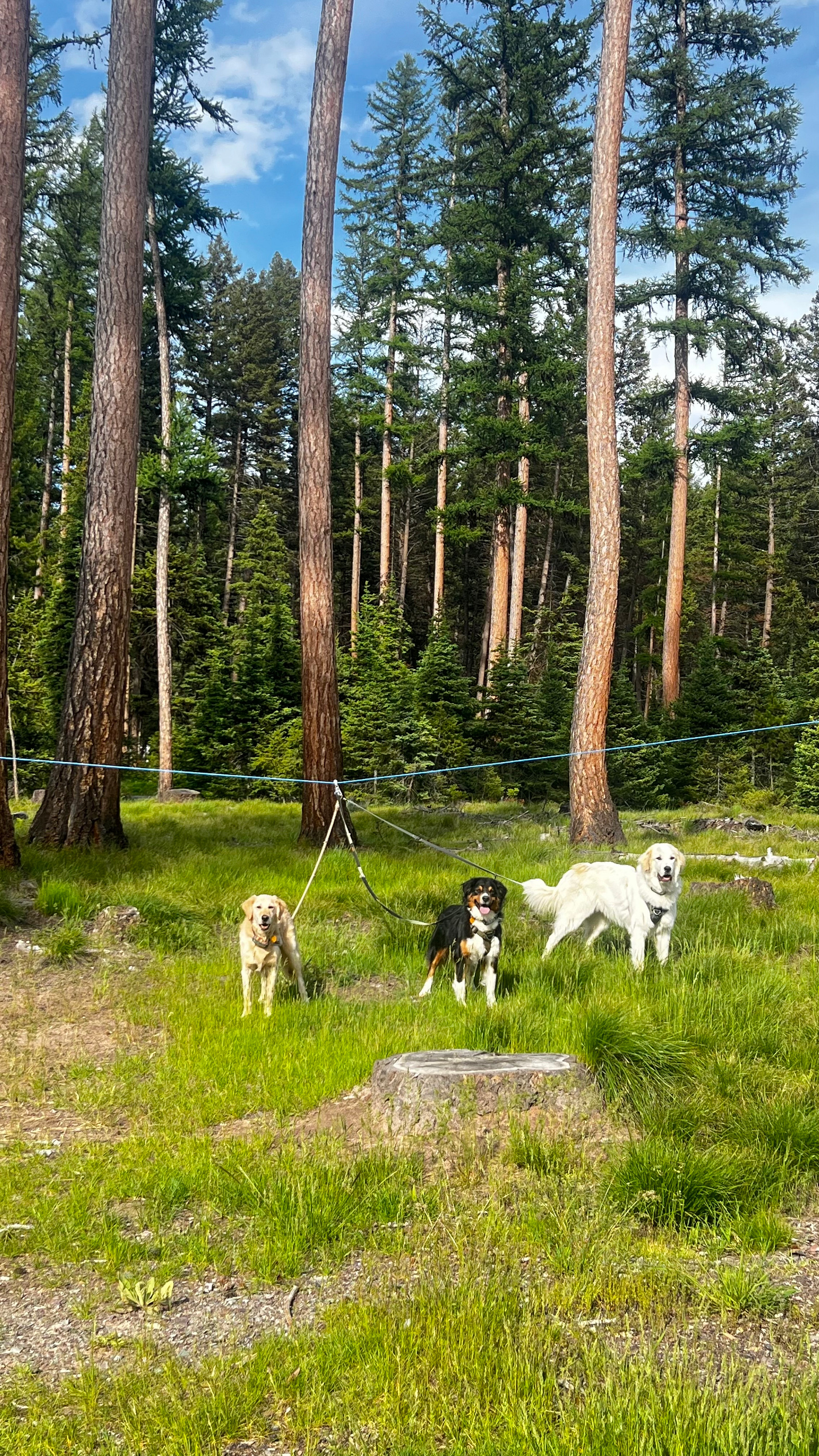 Lolo National Forest