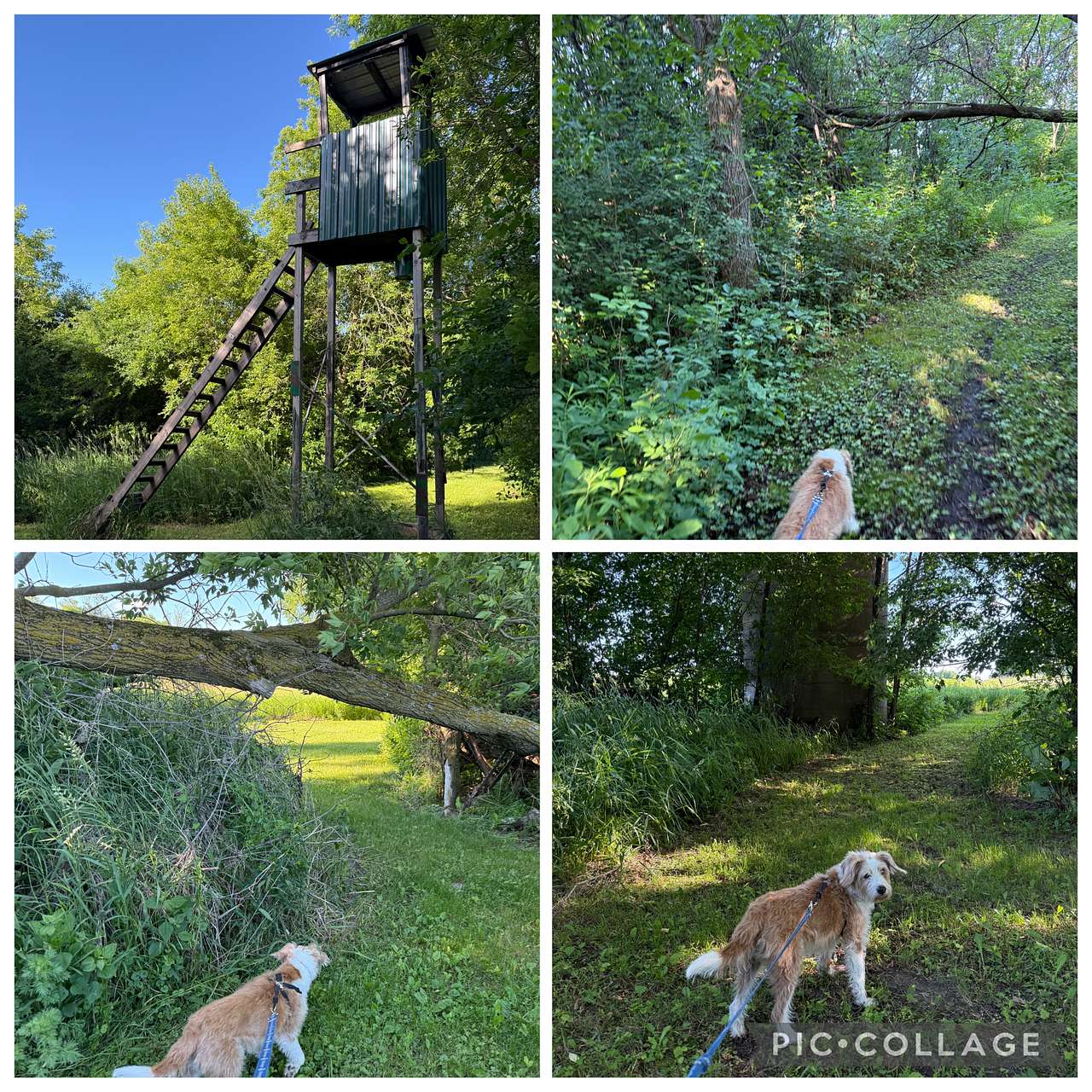 Cute trails to explore. Didn't encounter any ticks. Baxter got some burrs the 1 time he was allowed off leash.