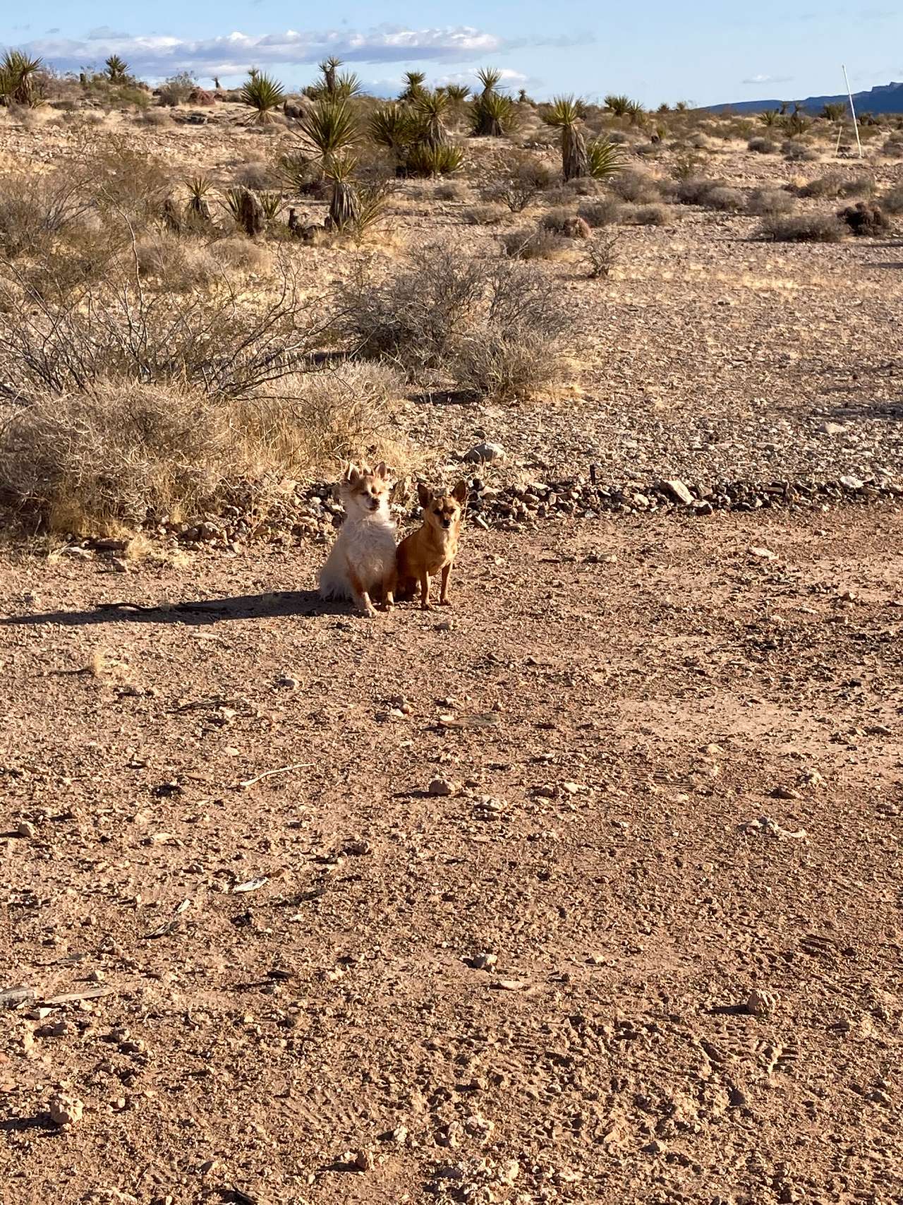 Primitive Desert Camping