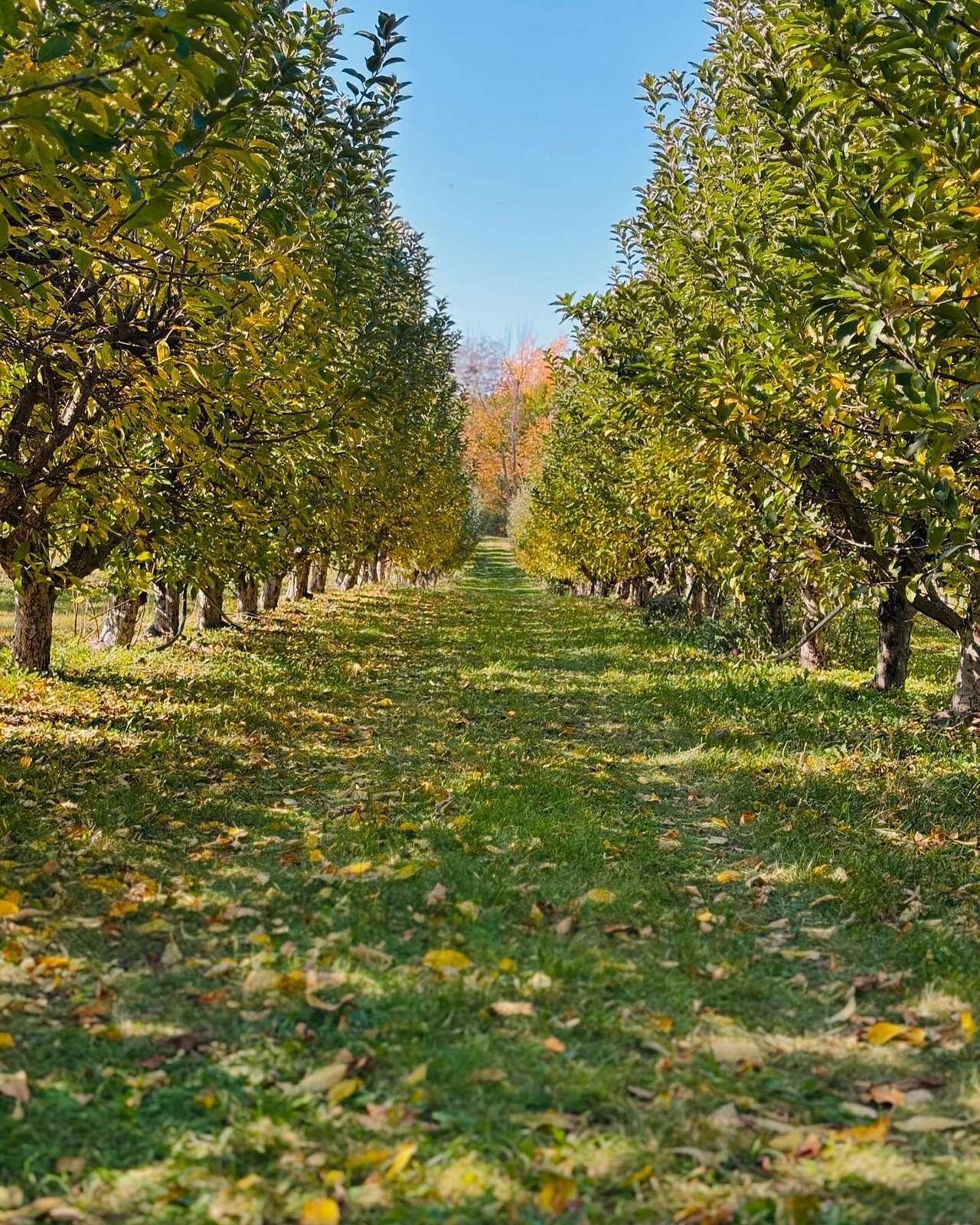 Armstrong Orchard & Spoonlickers