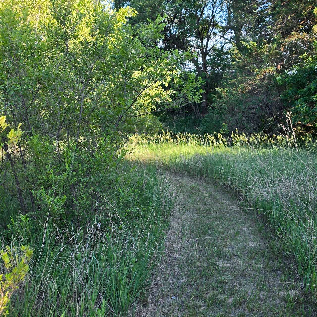 Mowed walking trails.