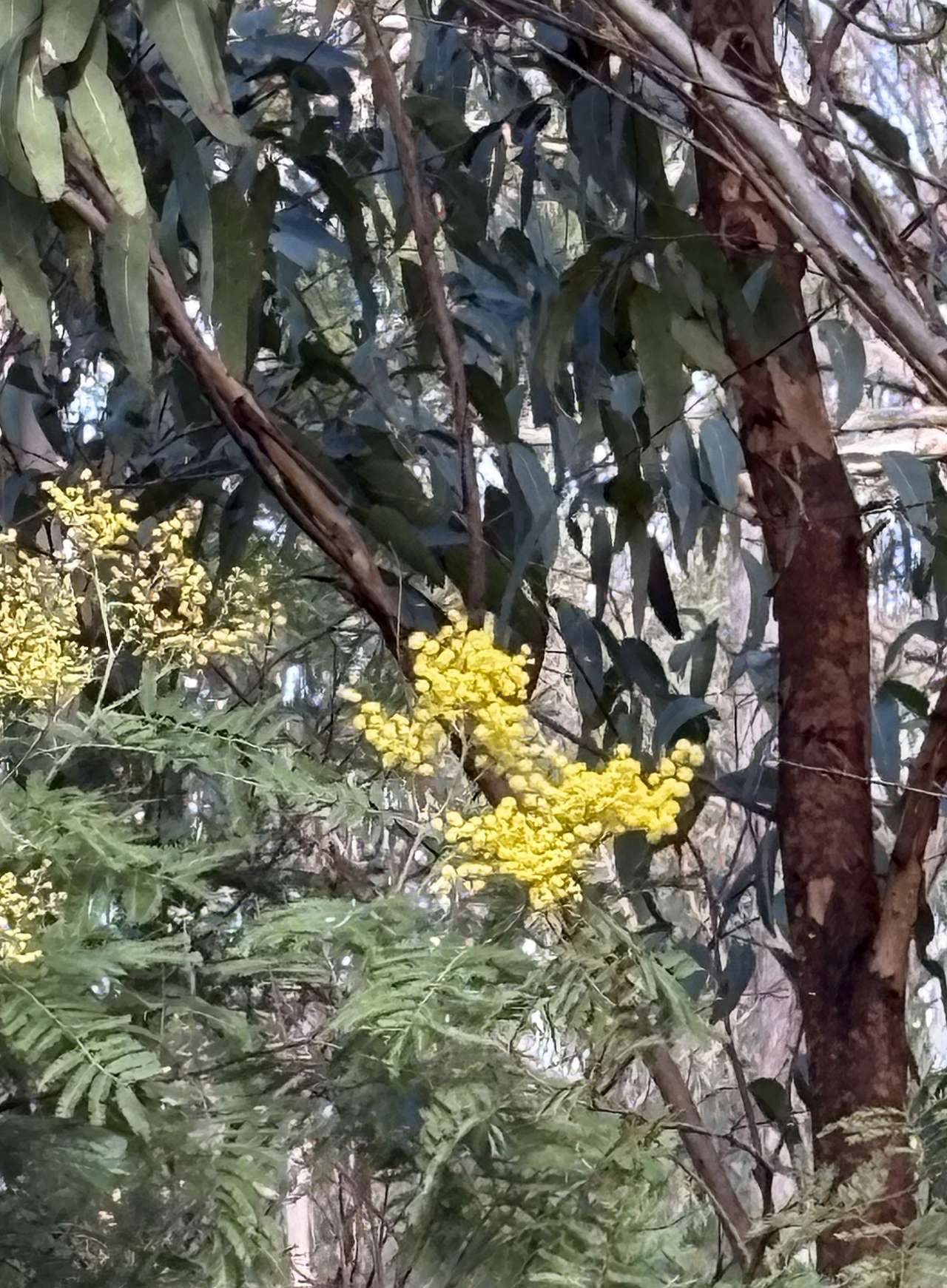 First Gold ! Not quite the Socceroos. Wattle netted 17 June. Wollombi Springs set to explode in Green and Gold