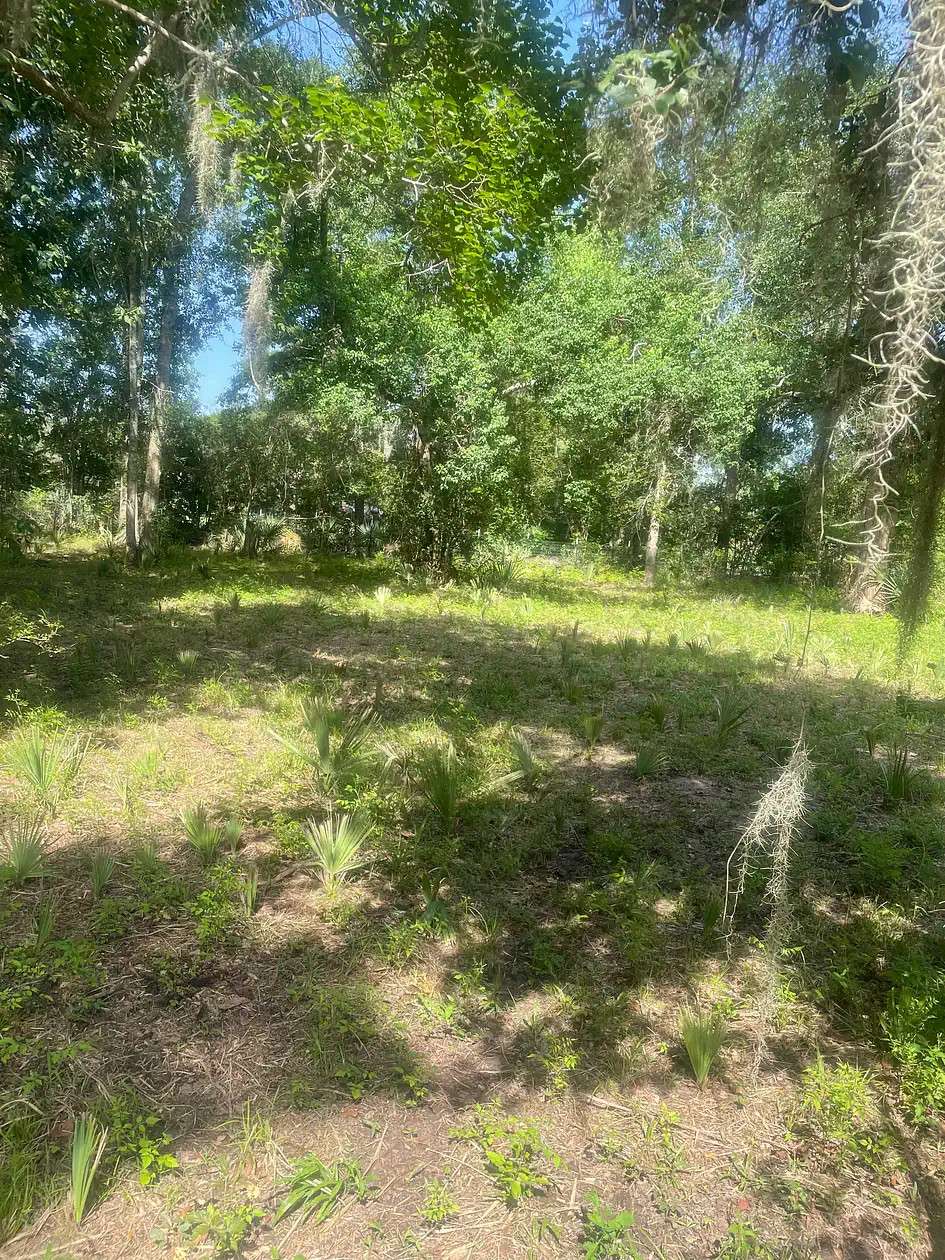 Wild Peach Open Land — Brazoria