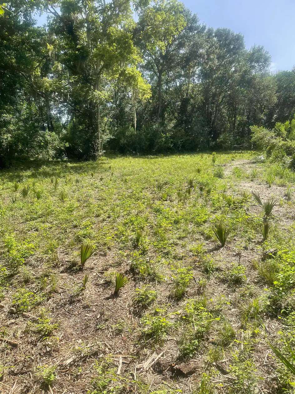 Wild Peach Open Land — Brazoria