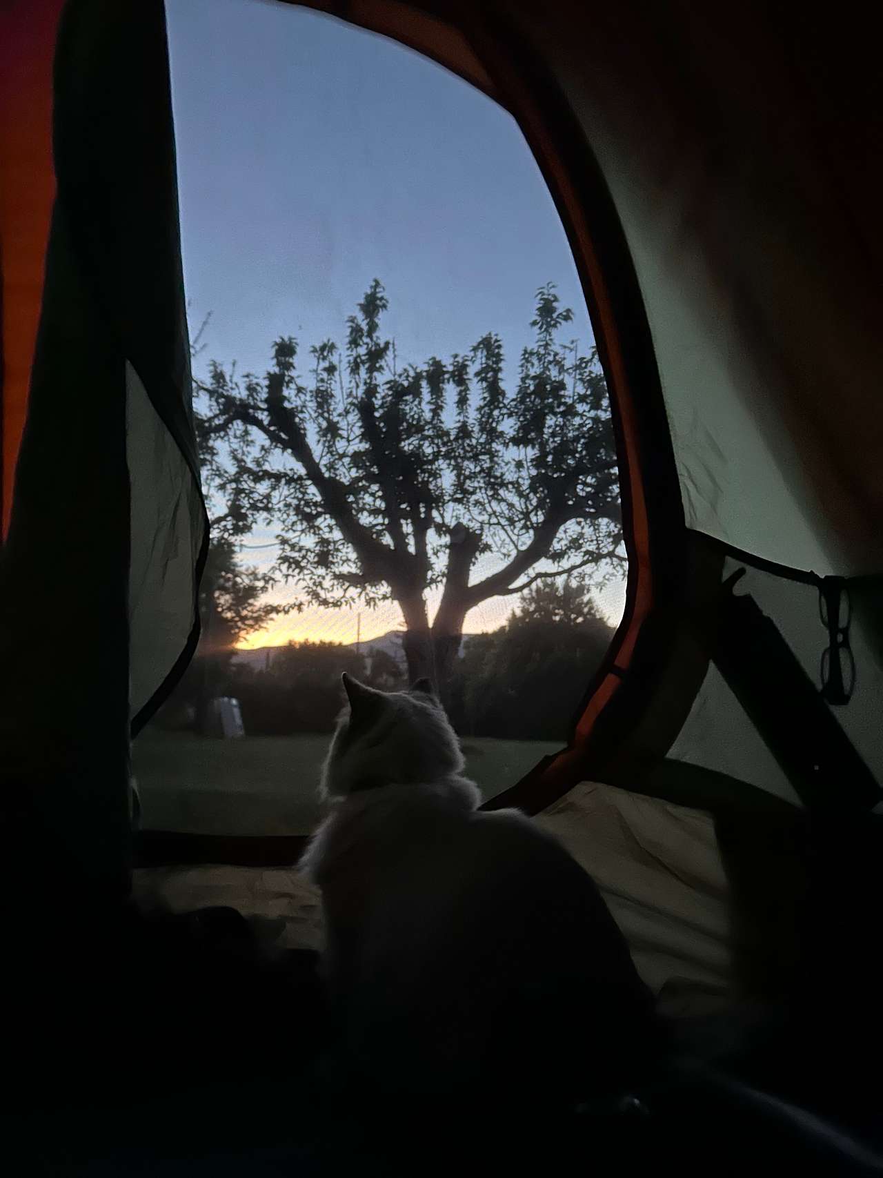Cat at sunrise