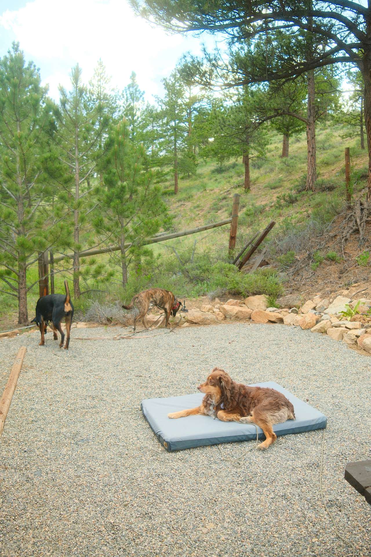 dogs at camp