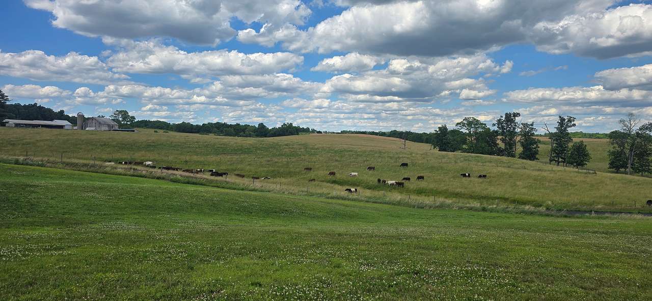 Cows across the street