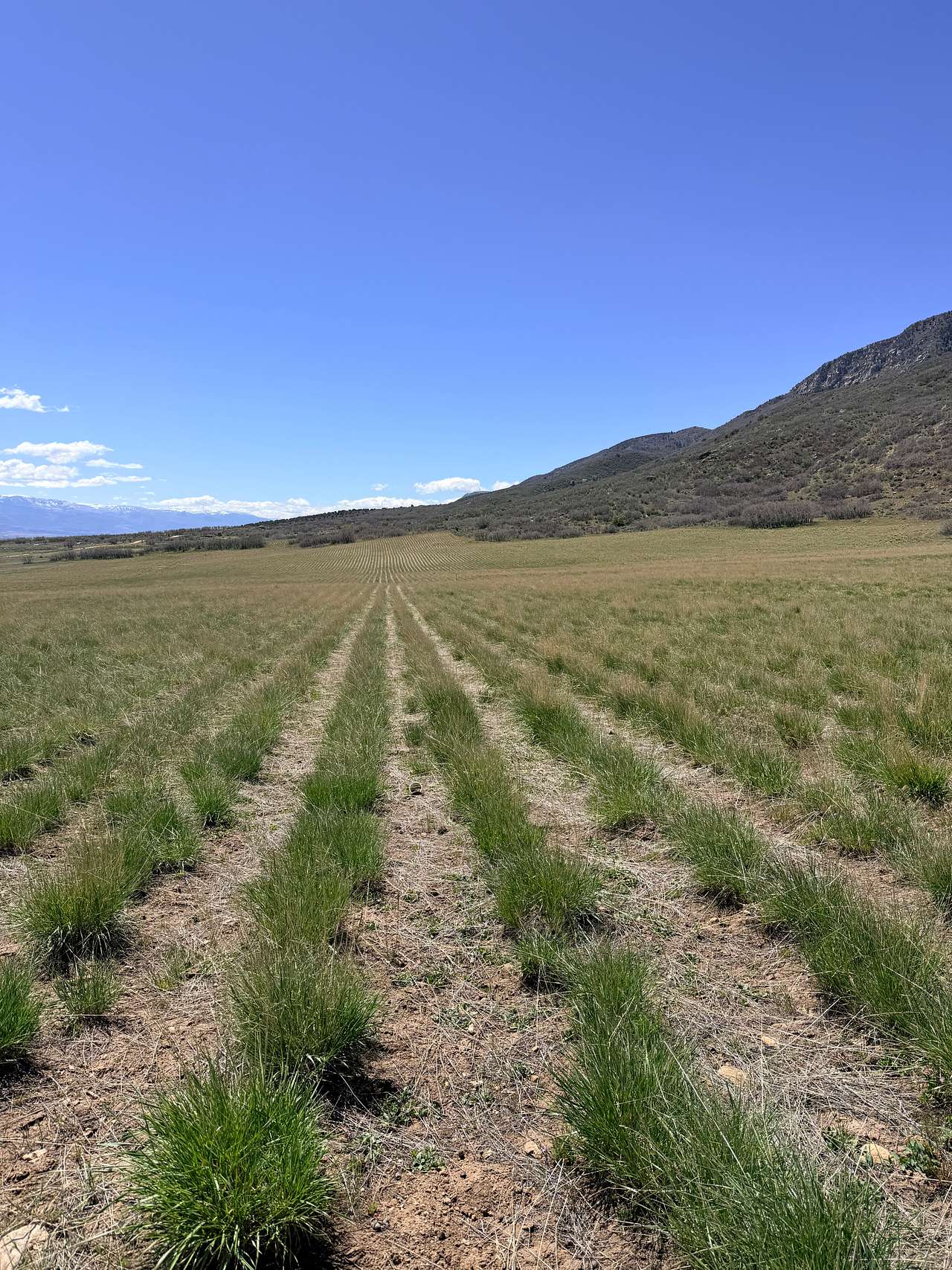 The natural hillside backdrop rising directly behind the campsites — scrub oak, sagebrush, and wildlife habitat just steps from where you'll sleep