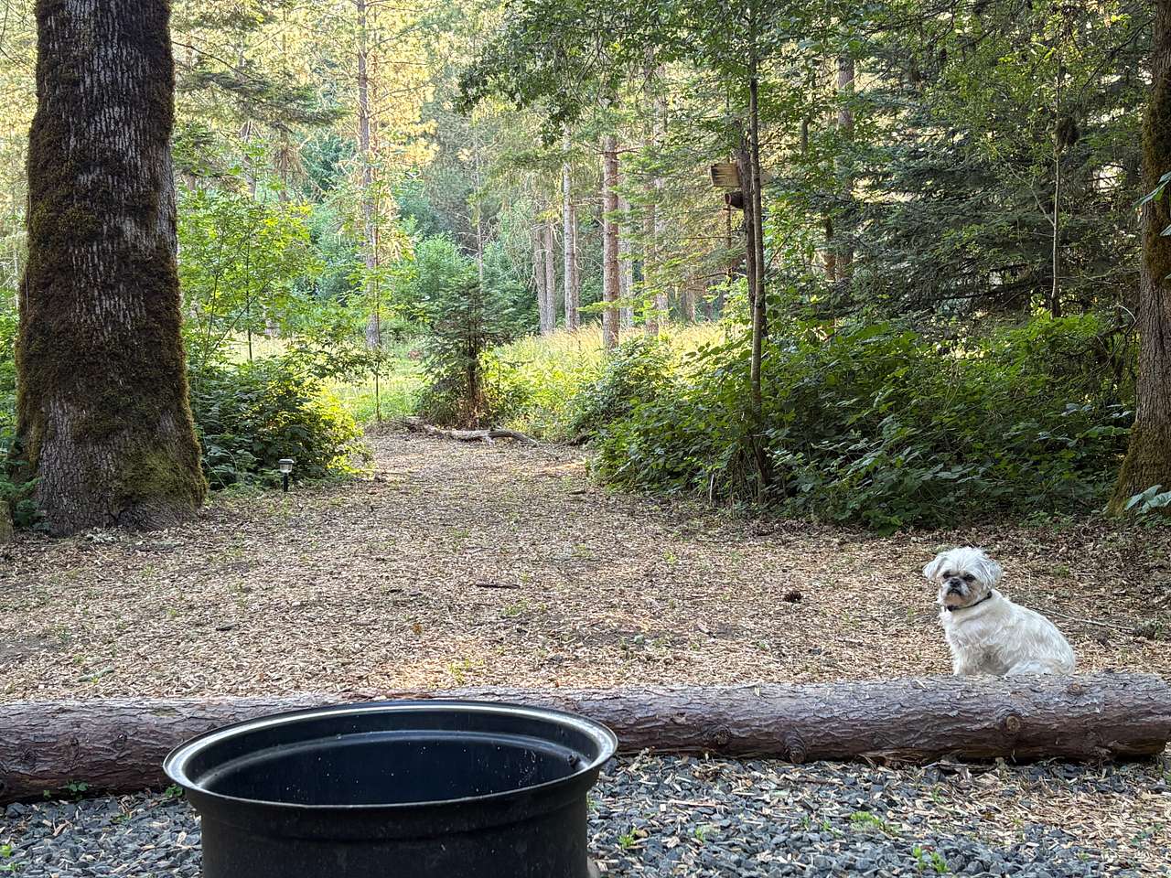 Acorn Grove campsite, dog not included