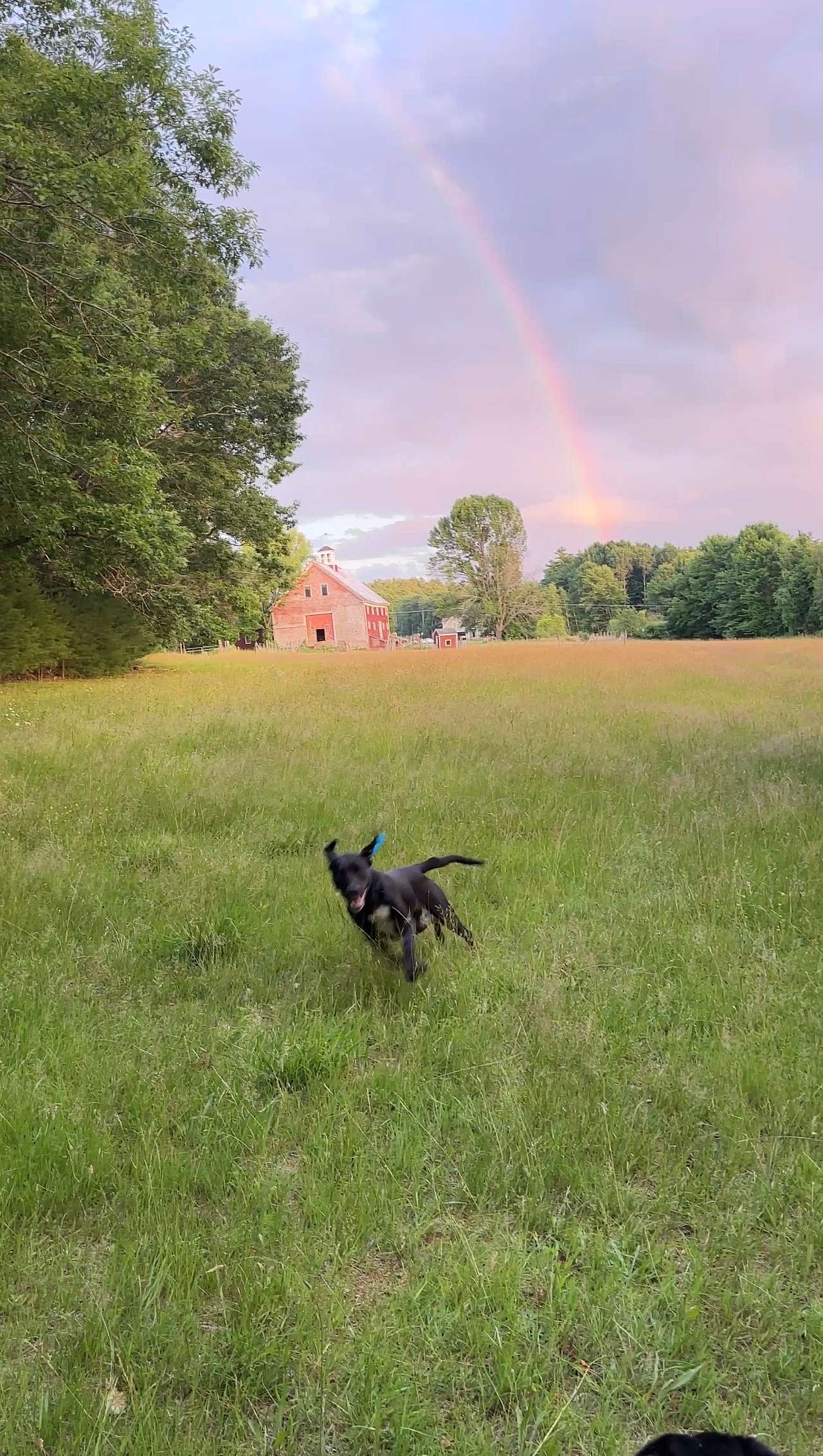 Fern Hill Farm
