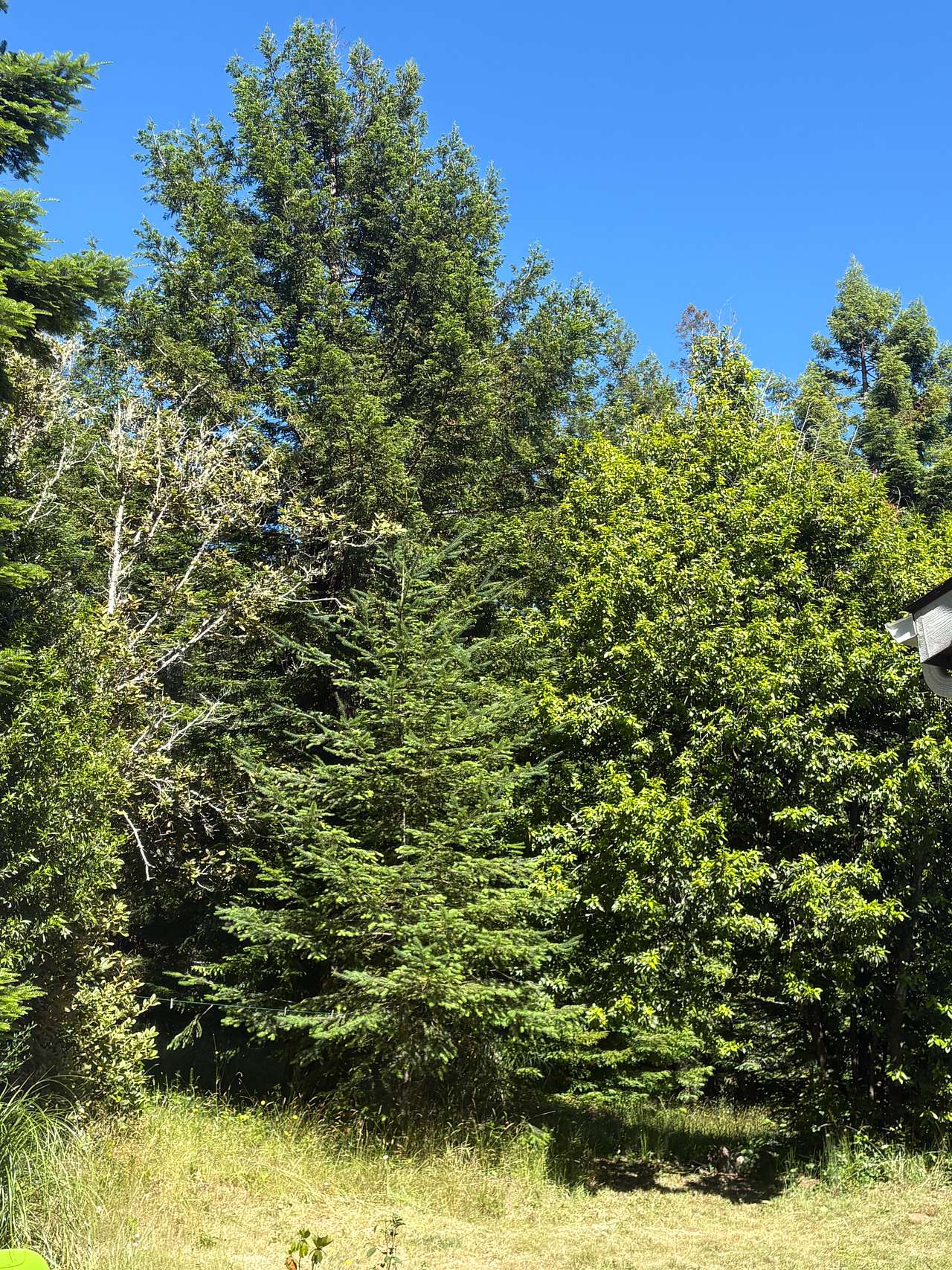 Redwood Forest Retreat