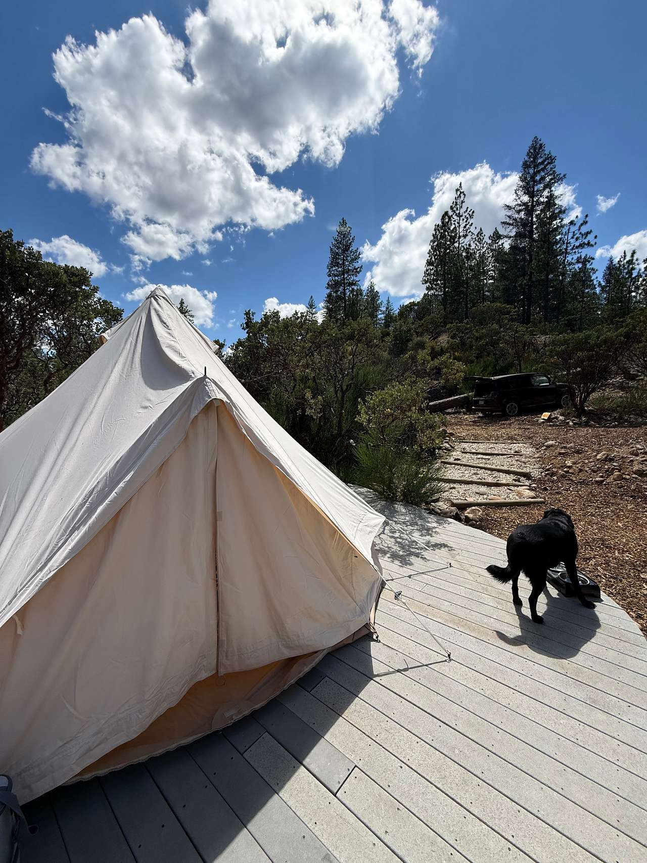 Dog friendly site