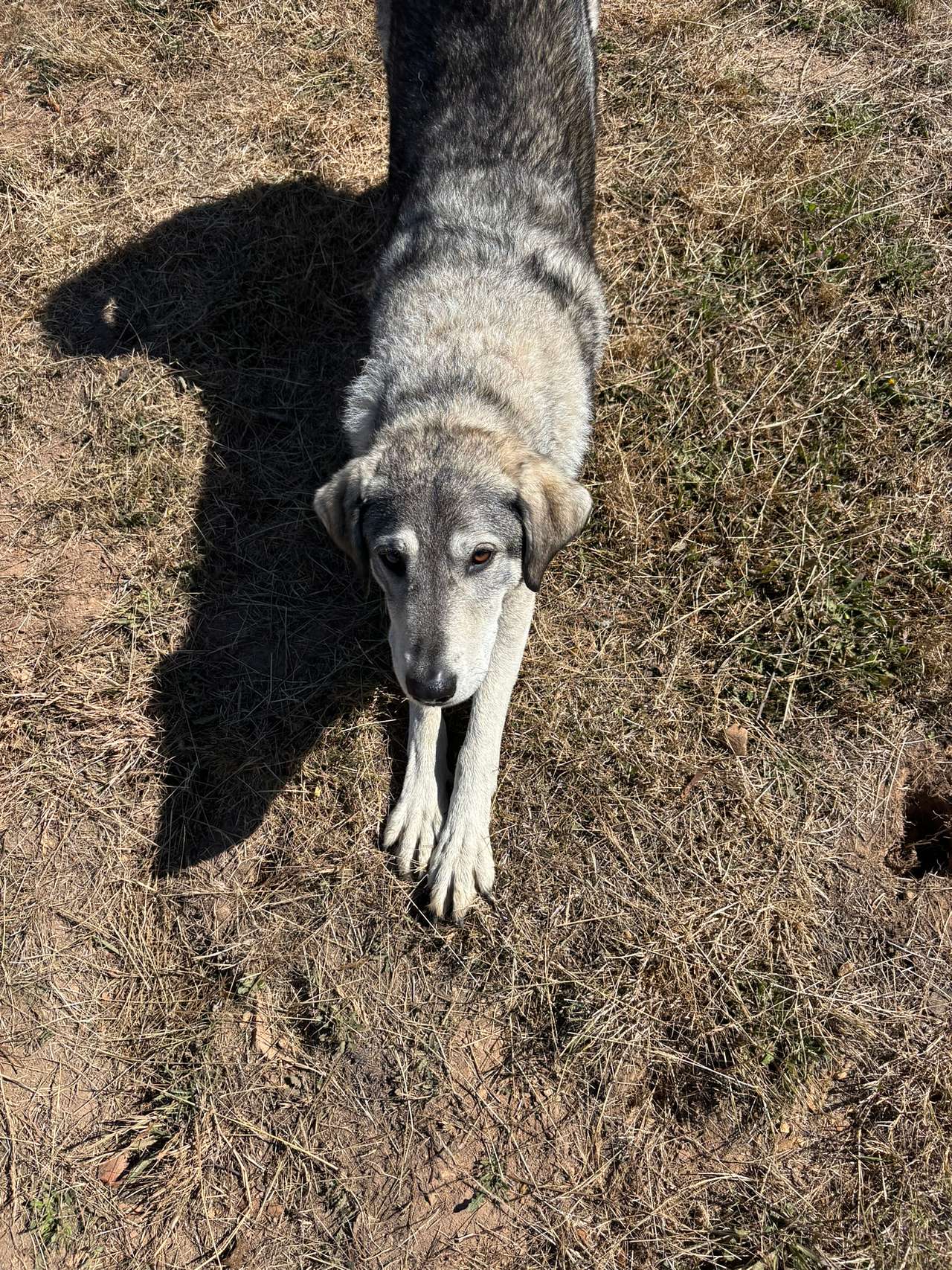 Downward Dog