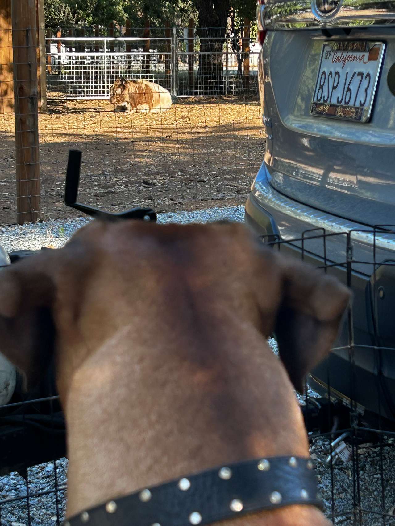 My Ridgeback couldn't keep his eyes off the Highland bull. 