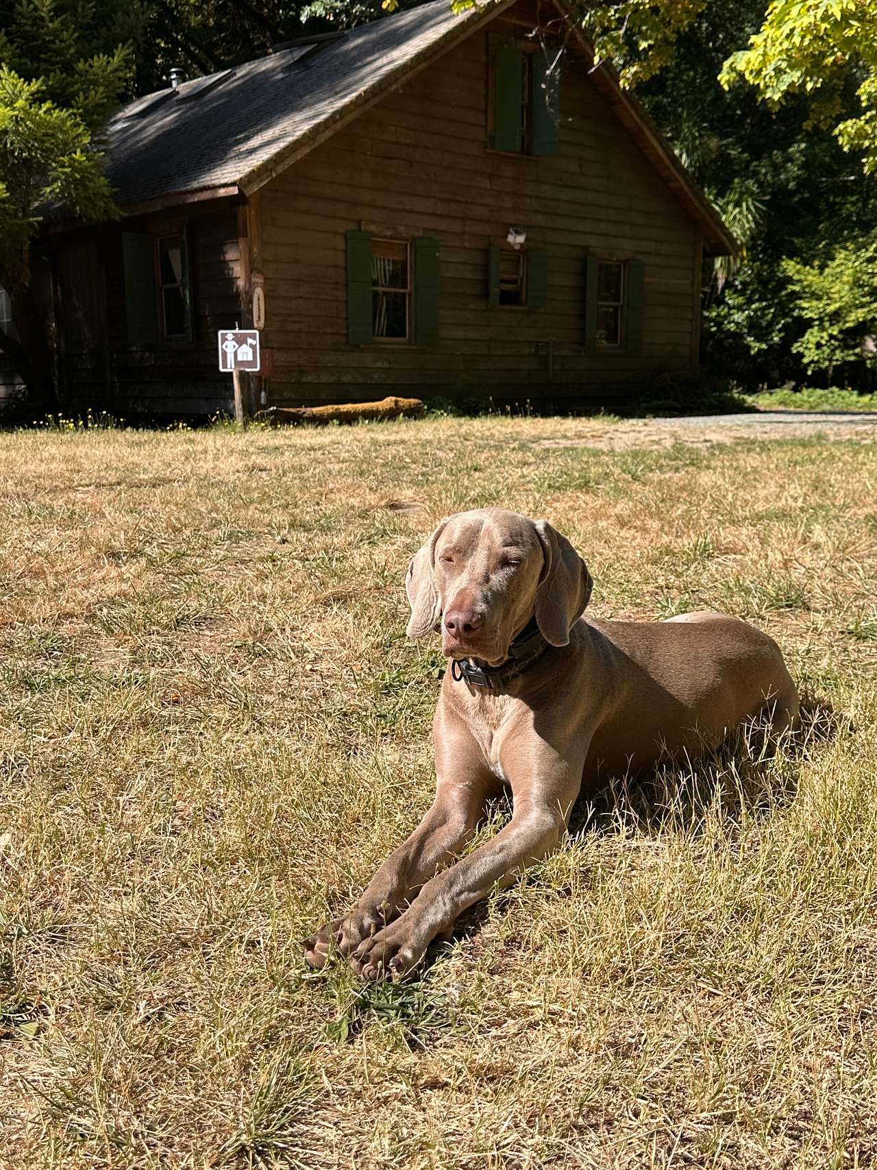 Waldo relaxing in the yard