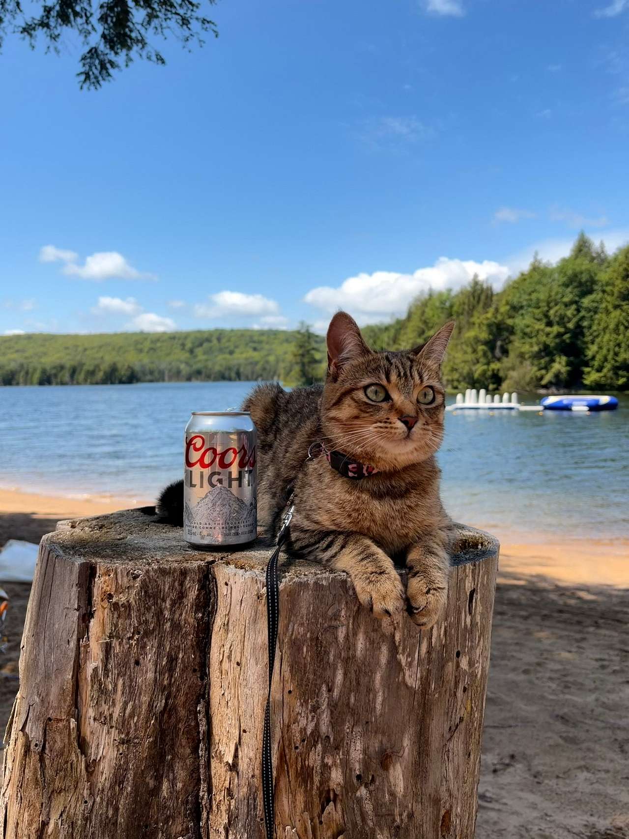 Mitziville By The Lake