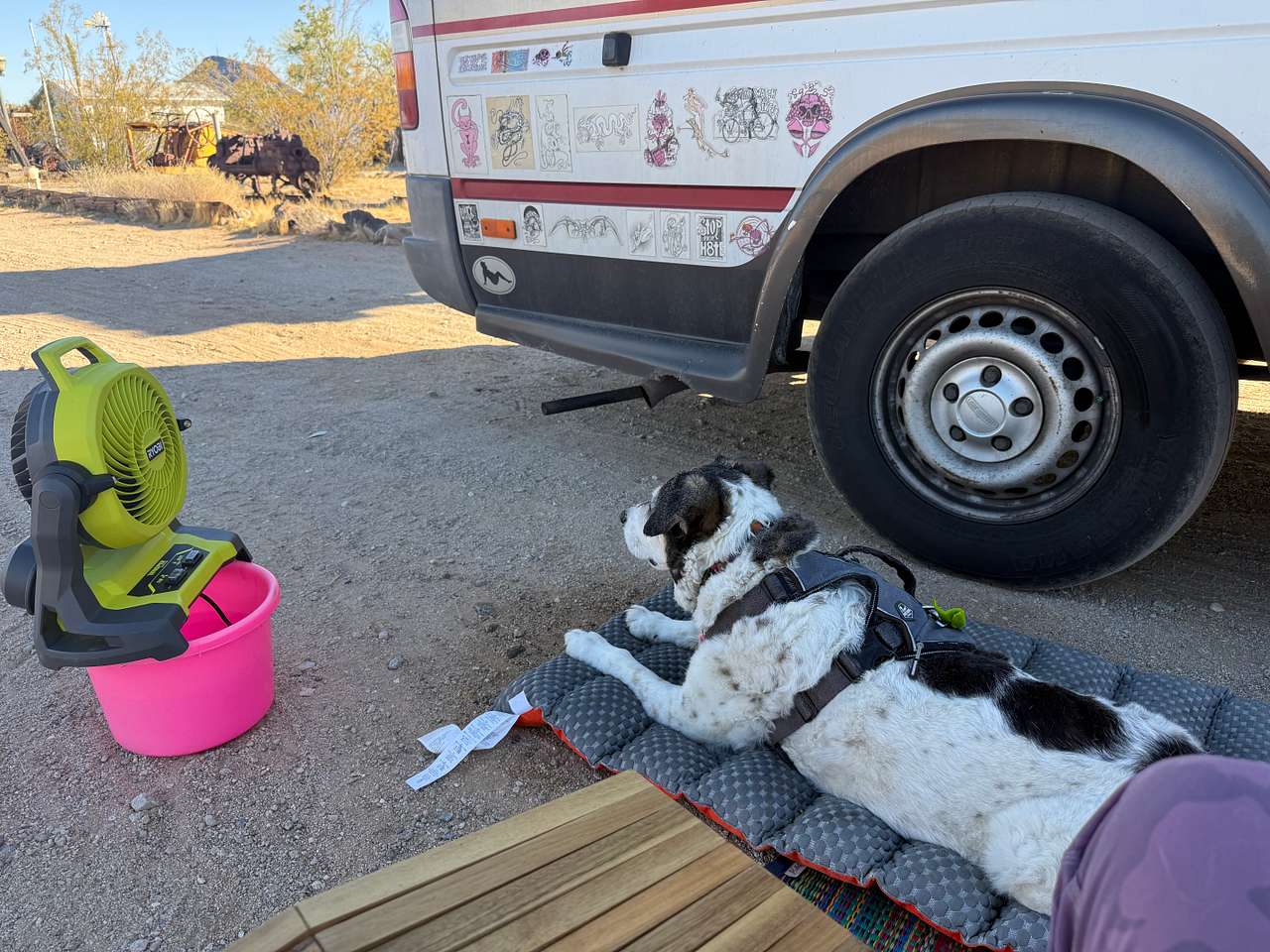 Keeping the dog cool in the evening shade