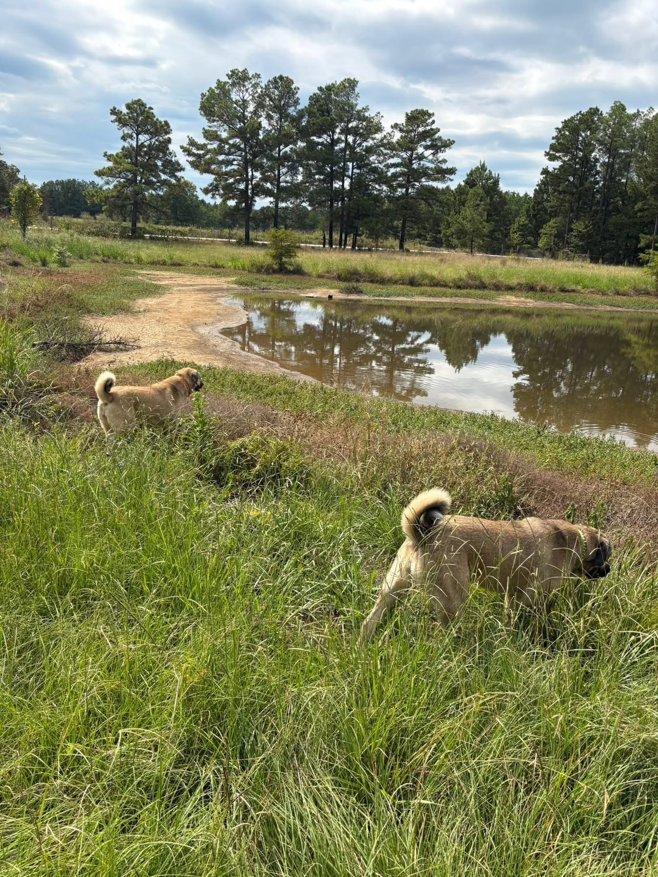 Sawtooth Oaks