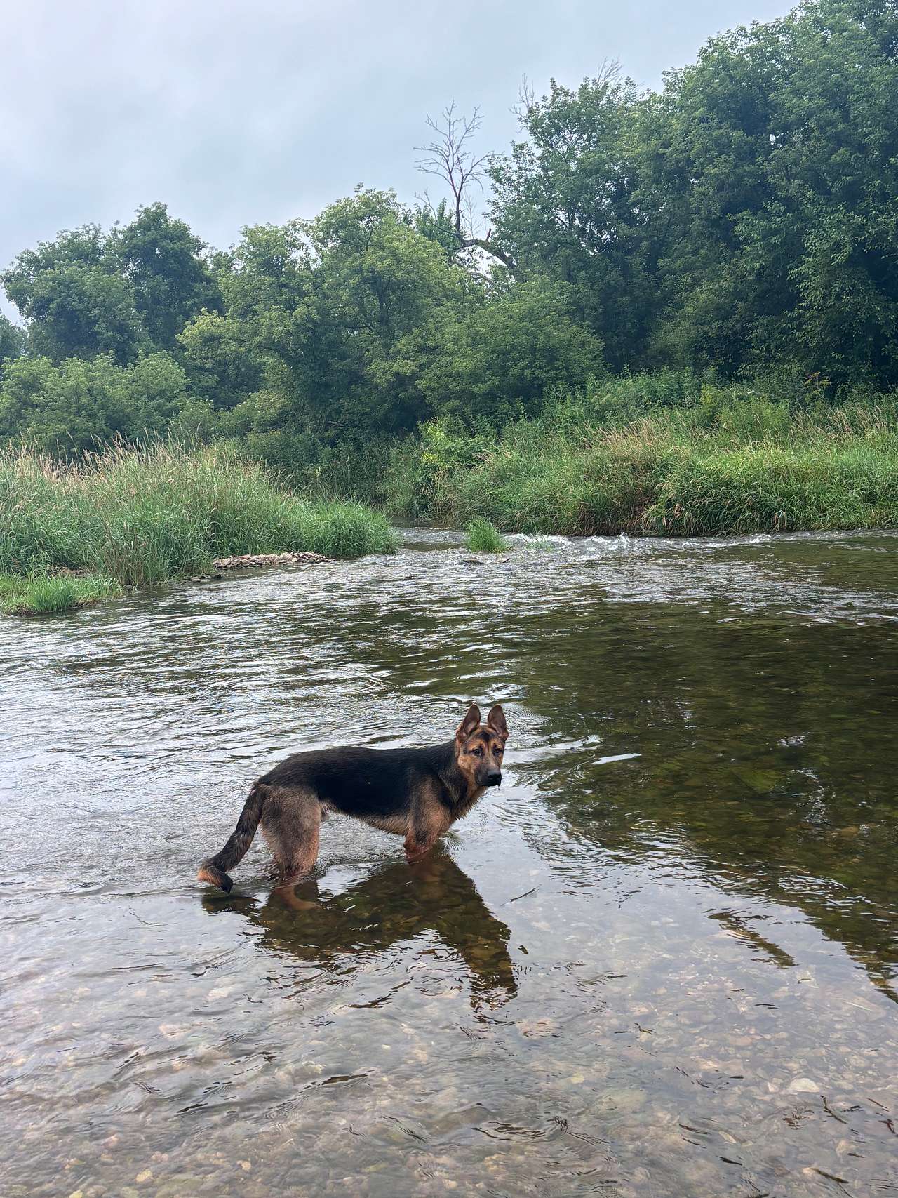 The Driftless Willow