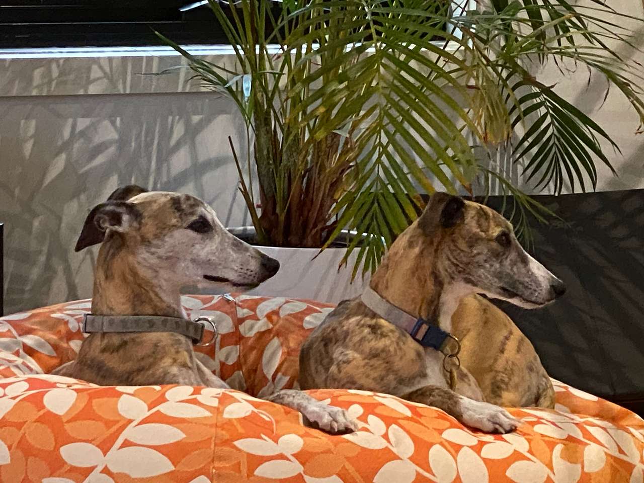Hounds of the Vine