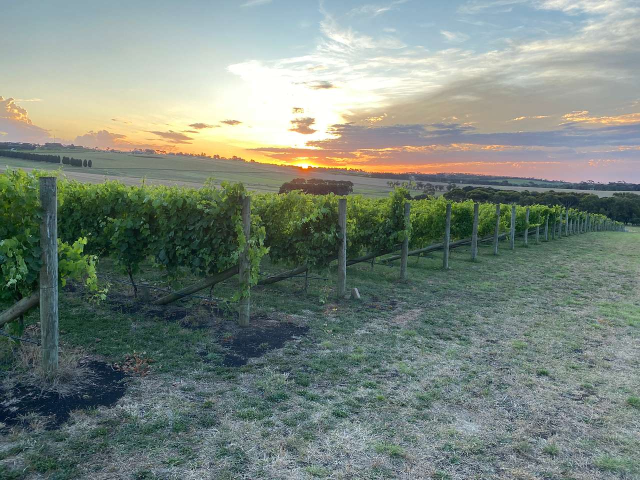 Hounds of the Vine