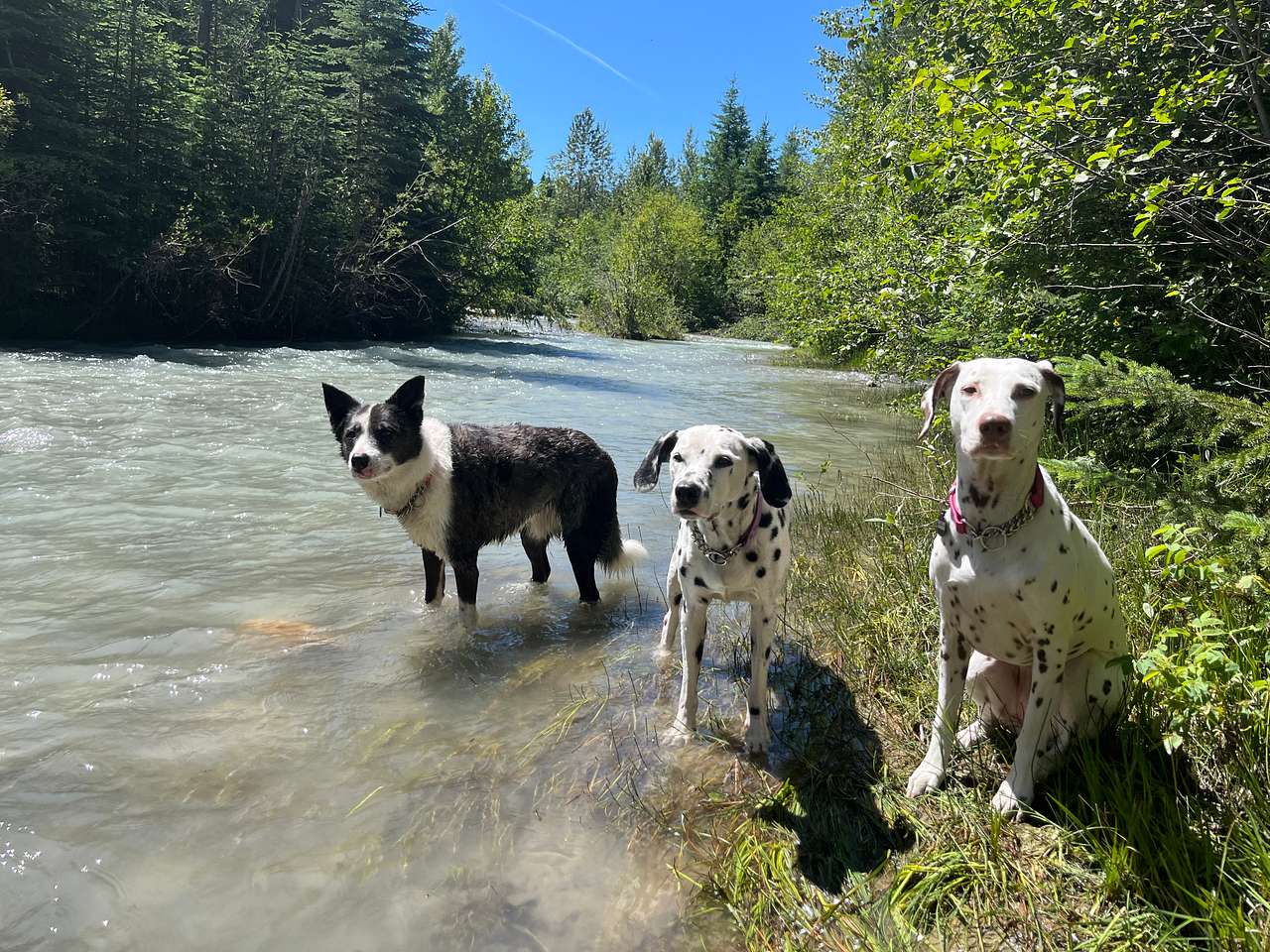 The creek the runs along this campsite was perfect for our dogs! 