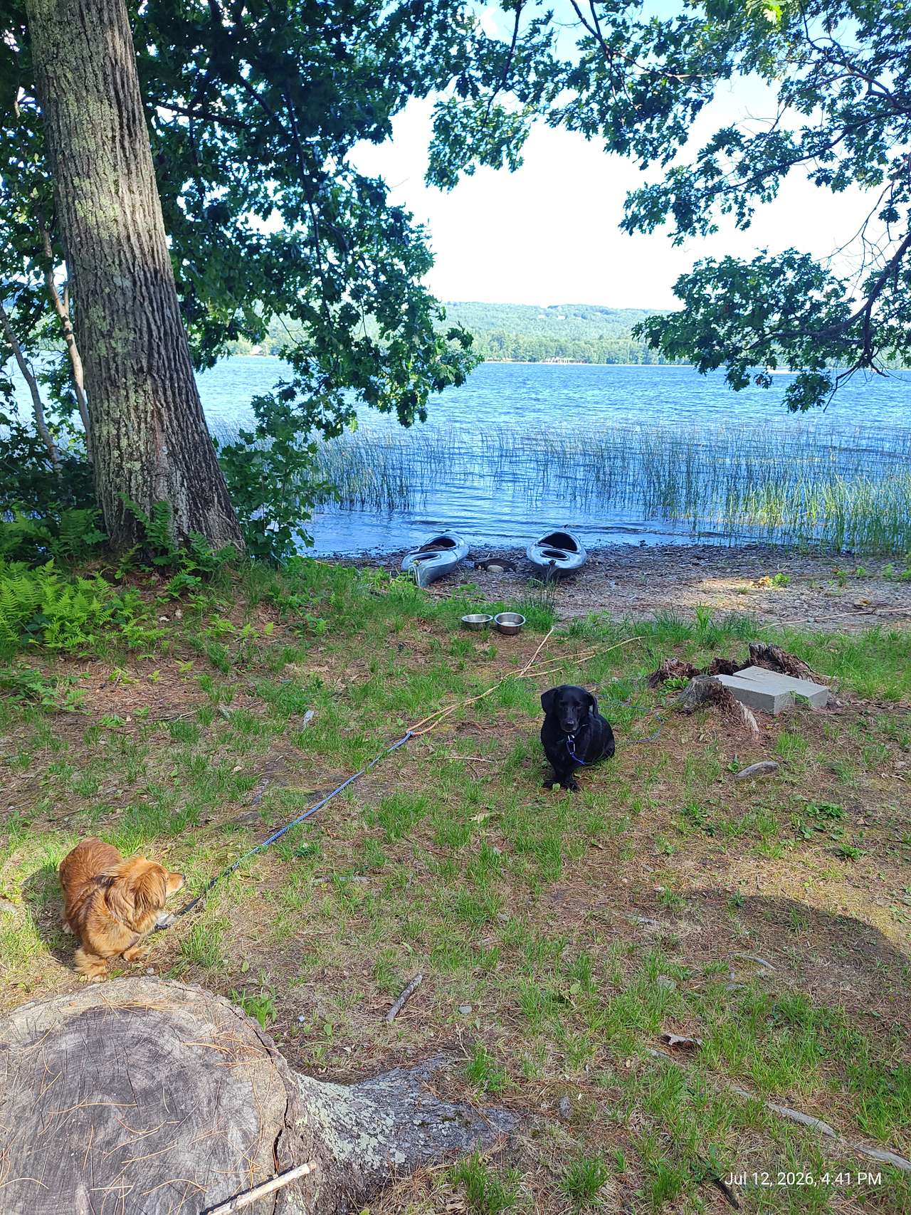 Dogs are welcome!
