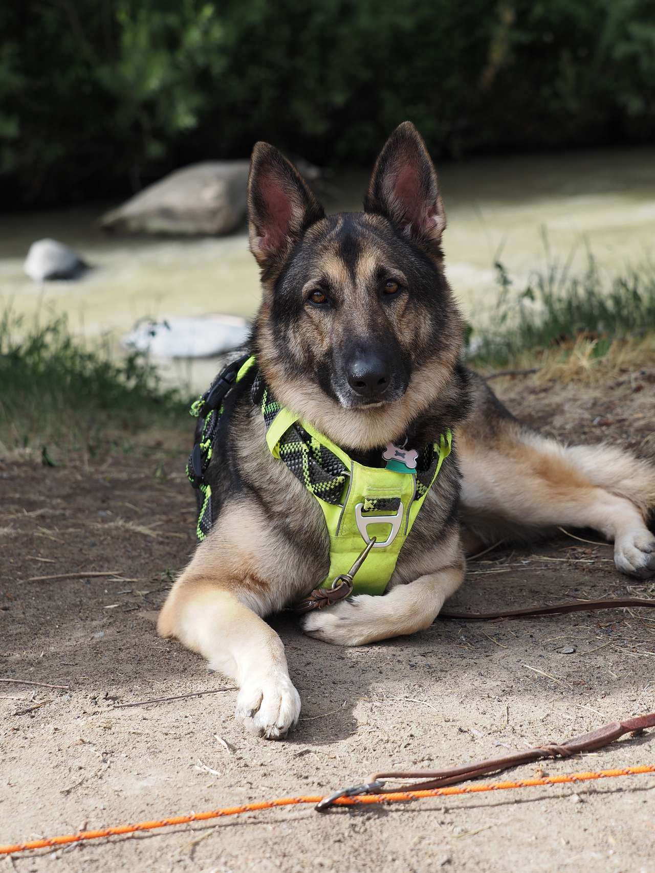 Our dog at our Sunshine tent site