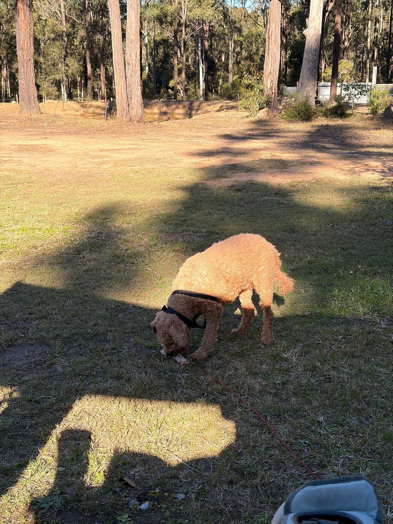 Ironbark Down