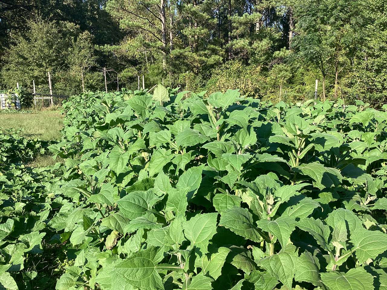 Organic Farm Pond View