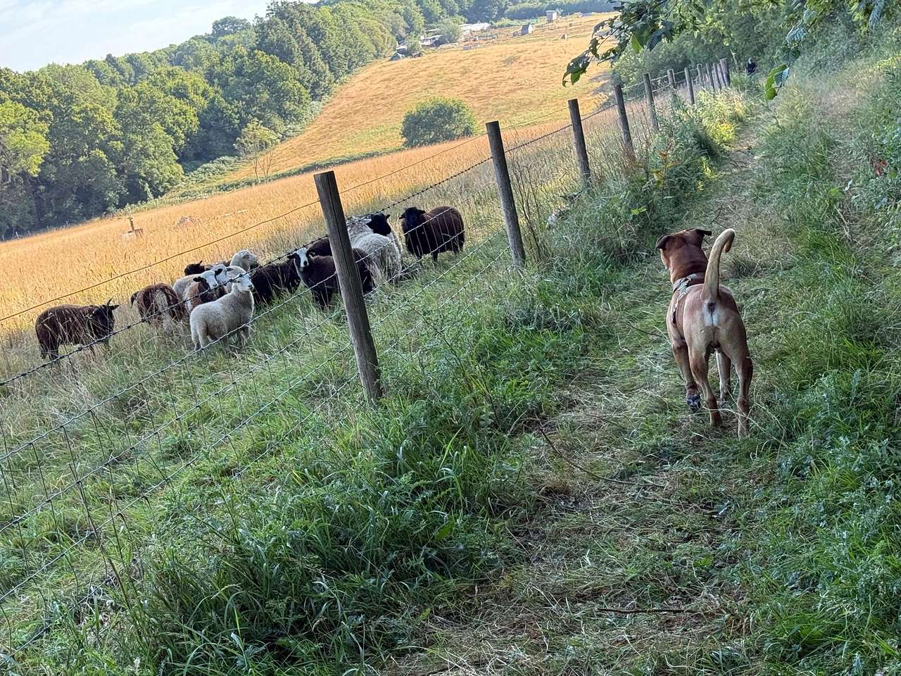 The inquisitive sheep