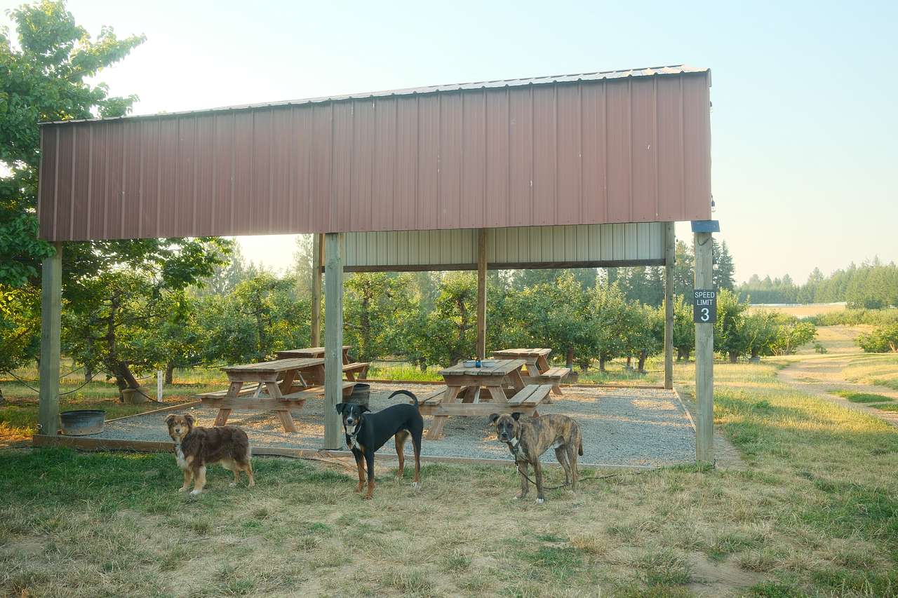 our dogs having fun