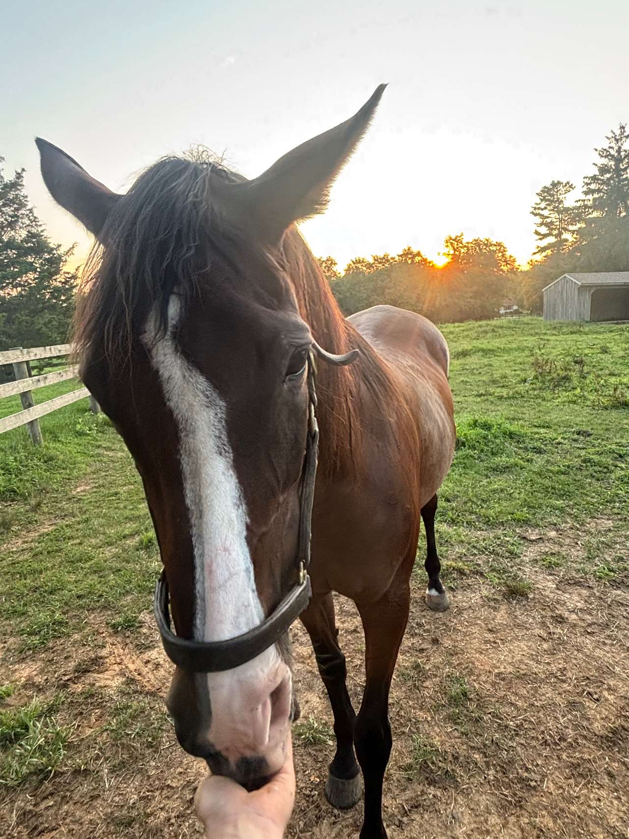 FairHill Horse Farm