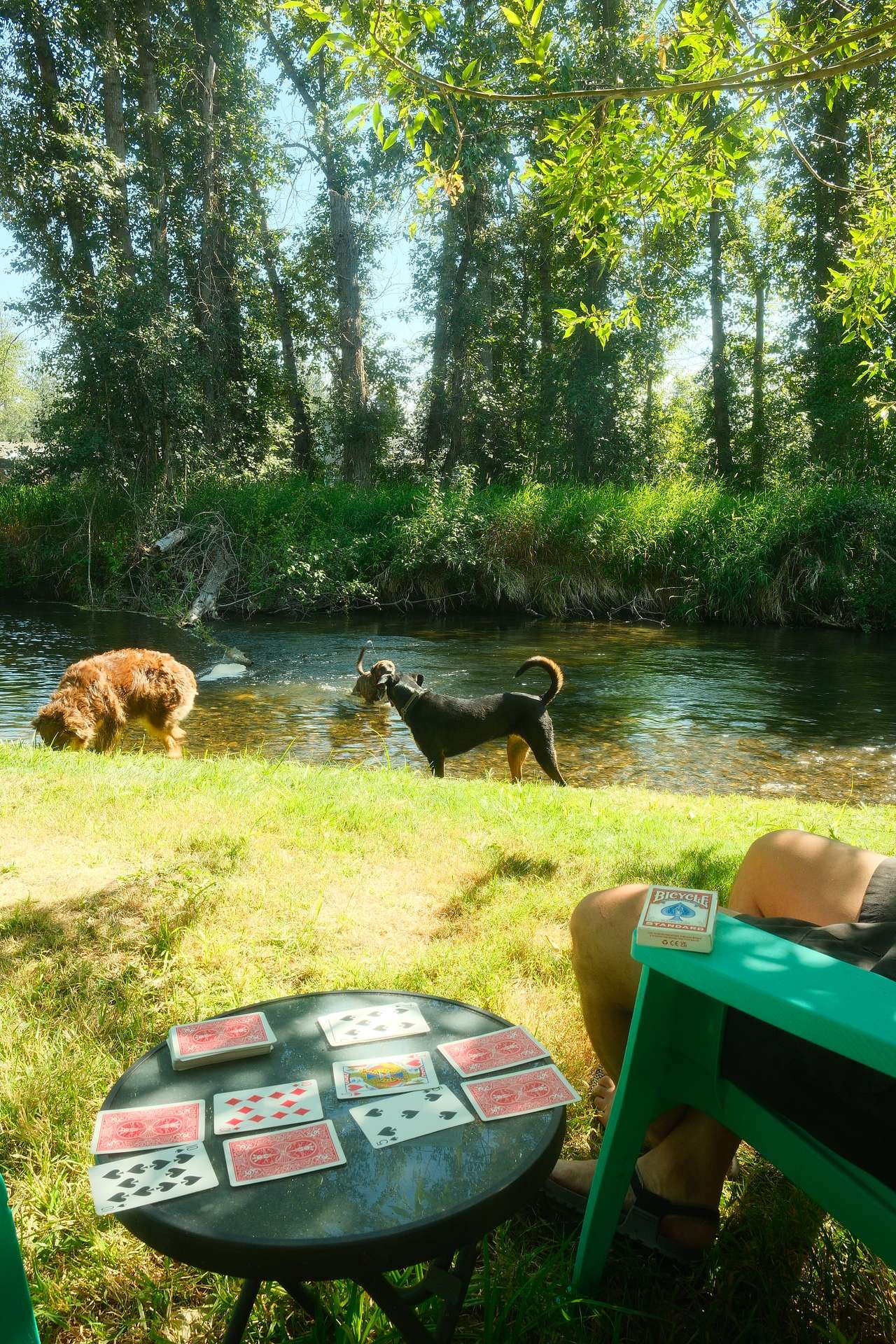 dogs loving the river