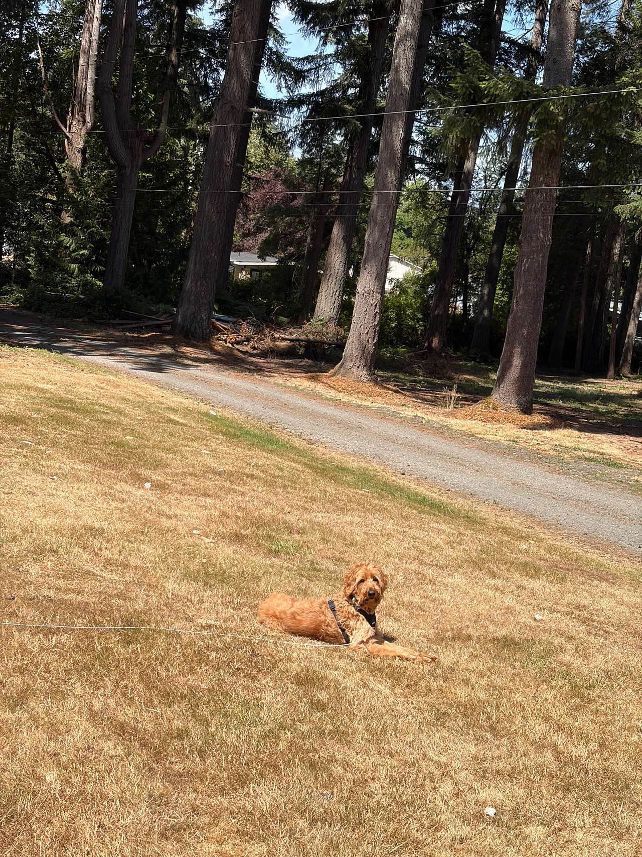 Mickey’s Camping Spot