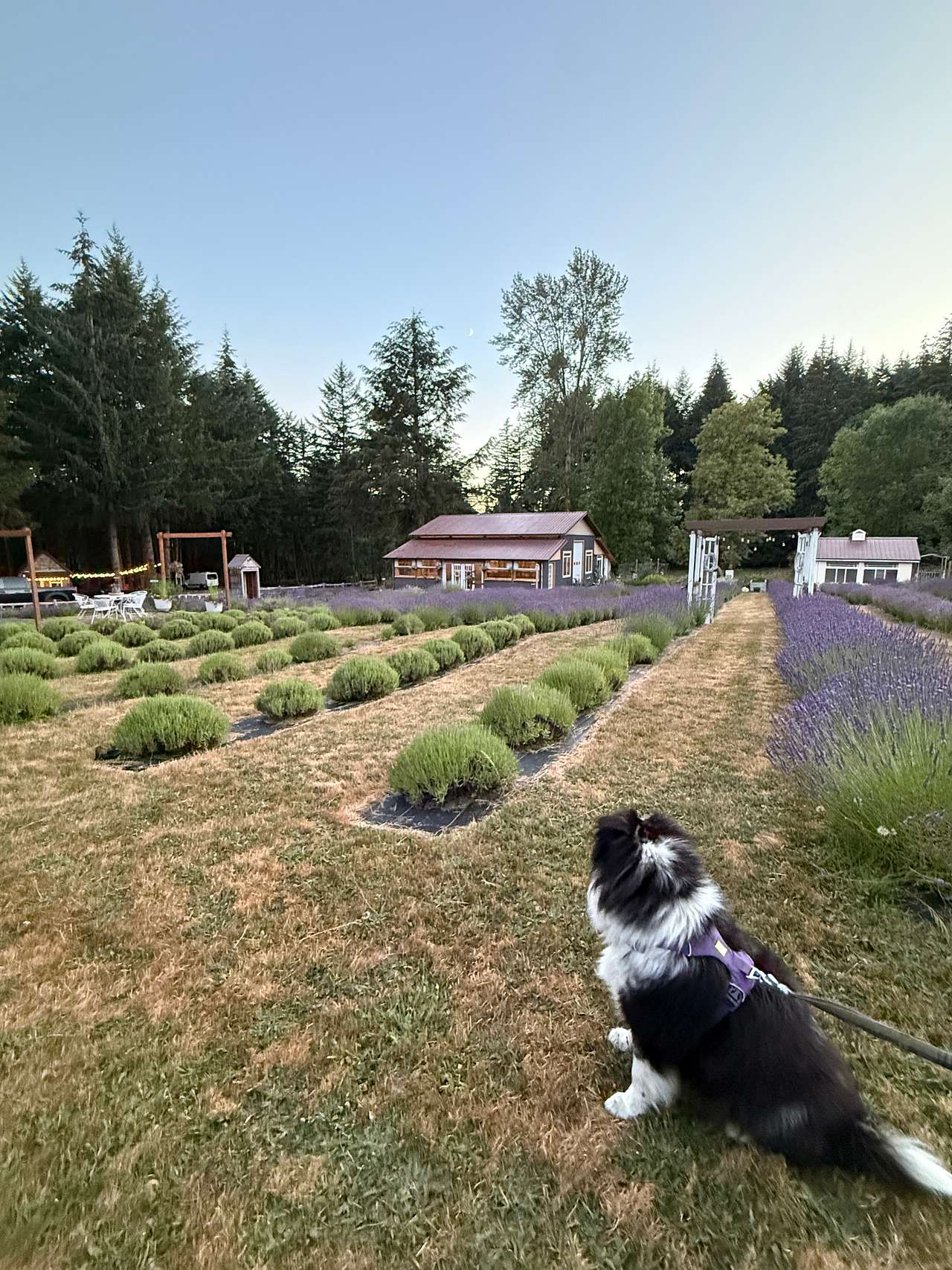 Pace Family Lavender & Hobby Farm