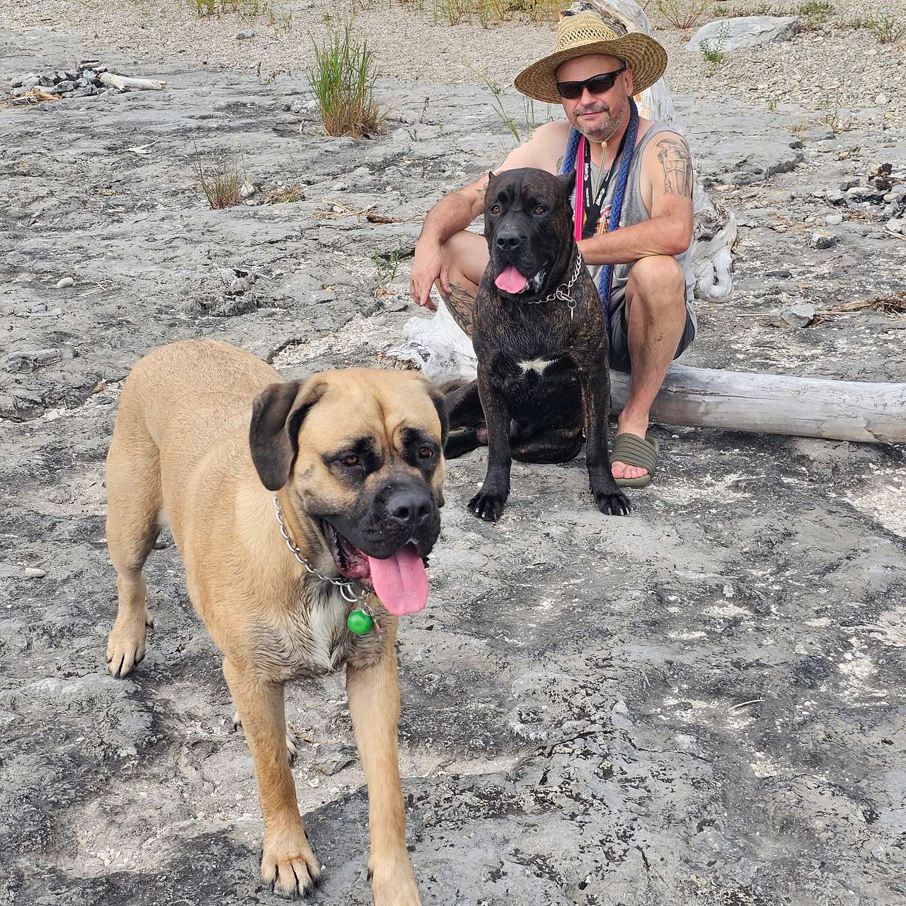 Even our dogs had a great time 