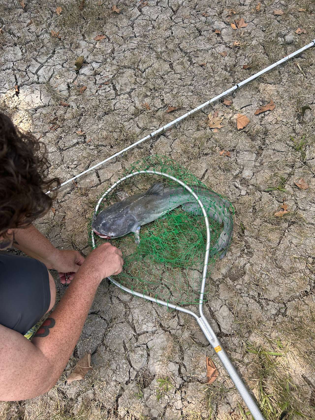 Blue catfish 