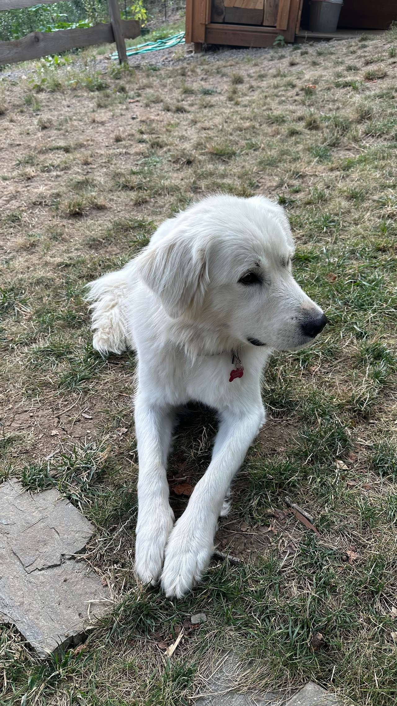 Neighbor dog Stella, she welcomed us too