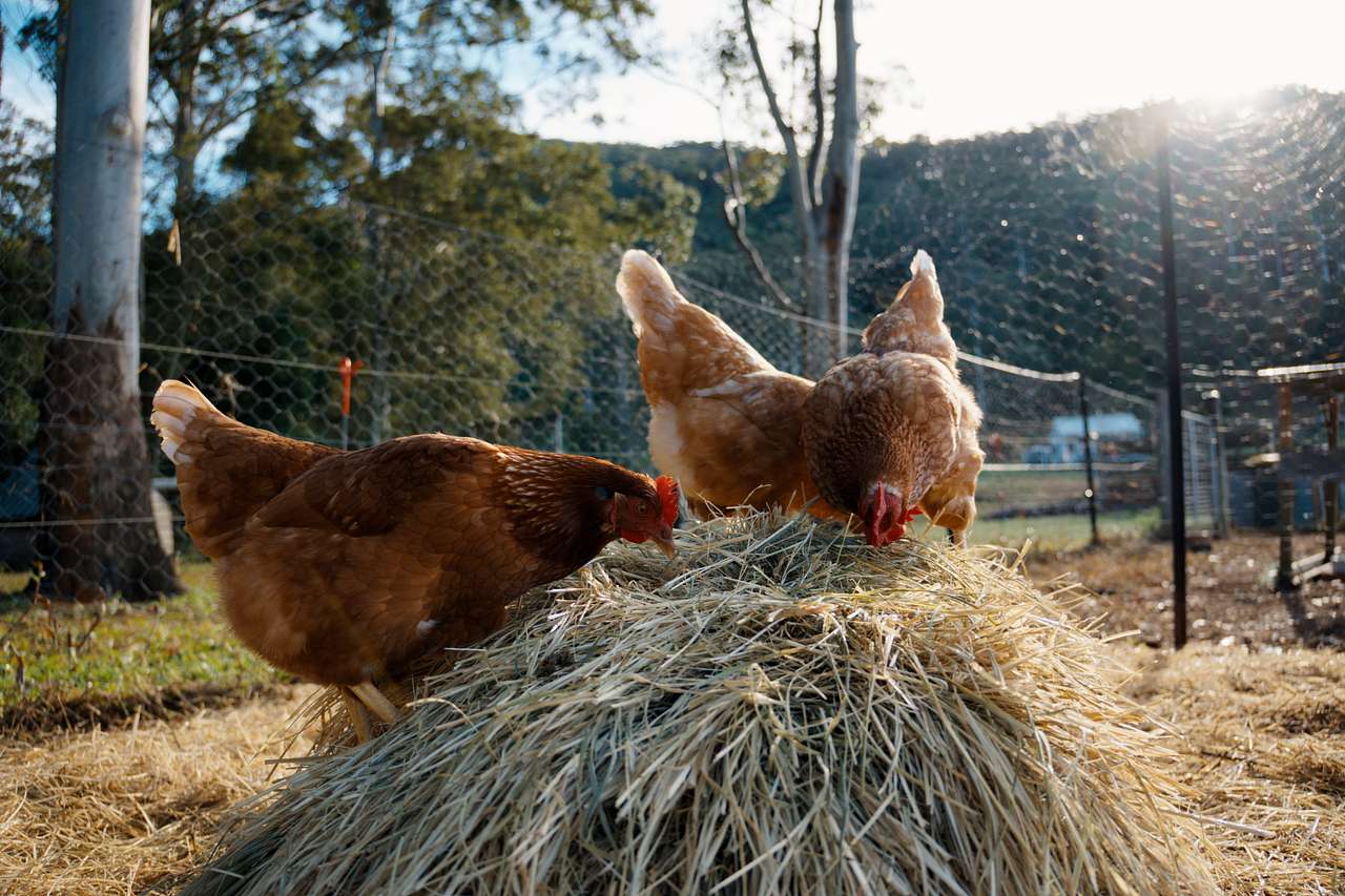 Misty Creek Farm Stay