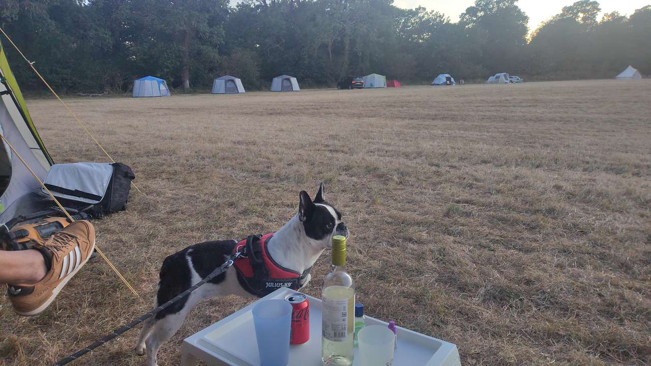 In Nature Camping