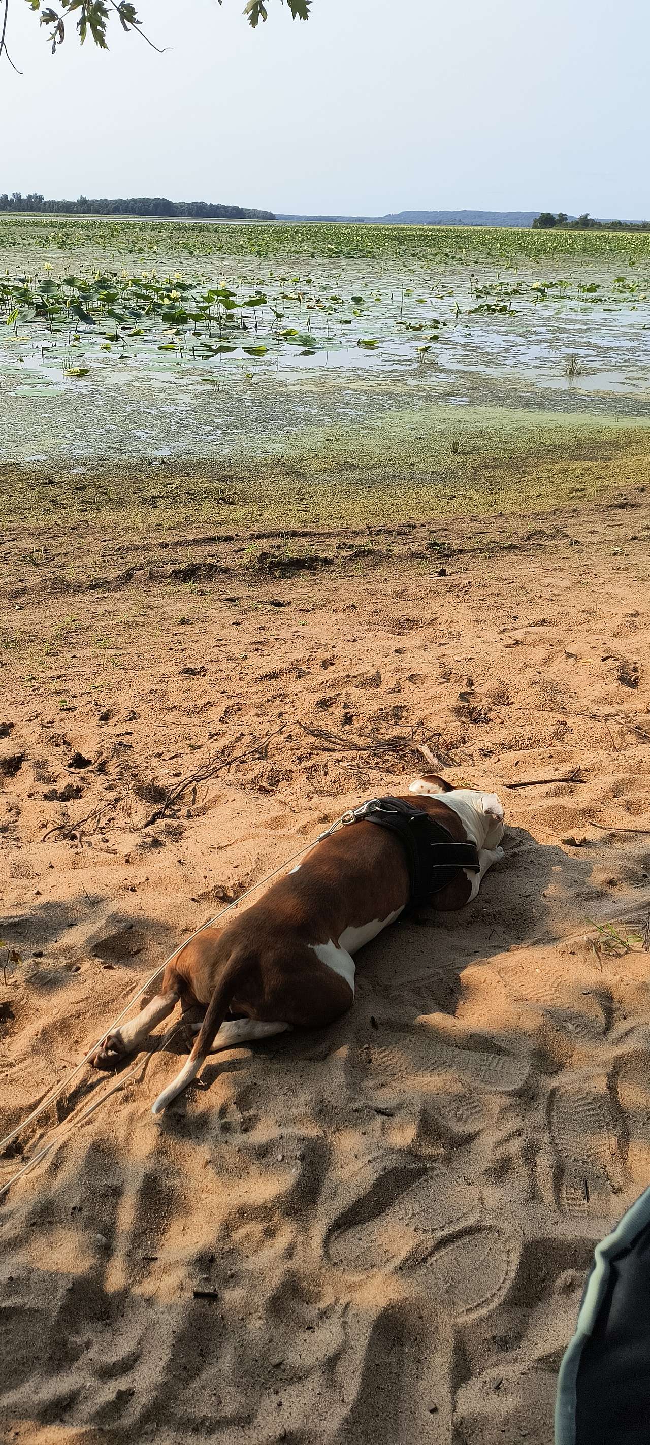 Pet friendly and sandy