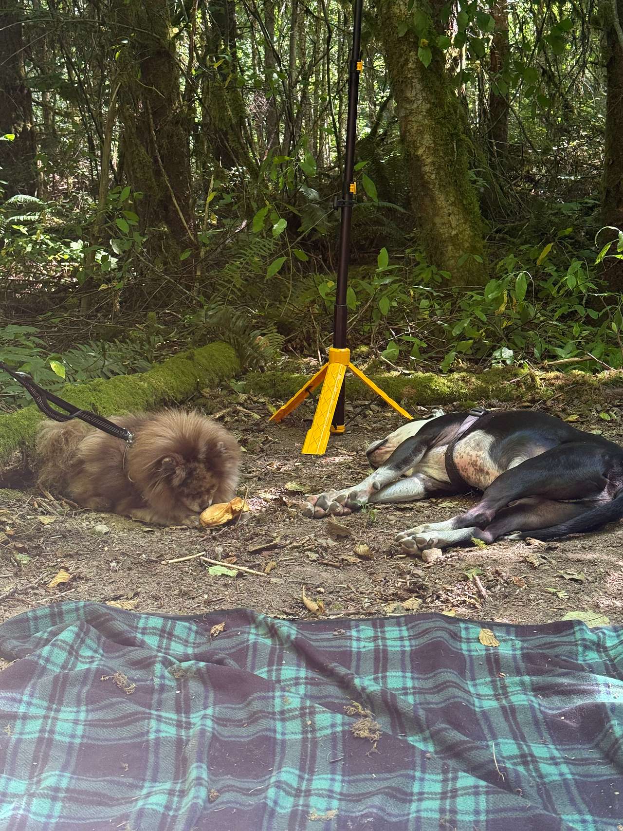 Pups loved it too